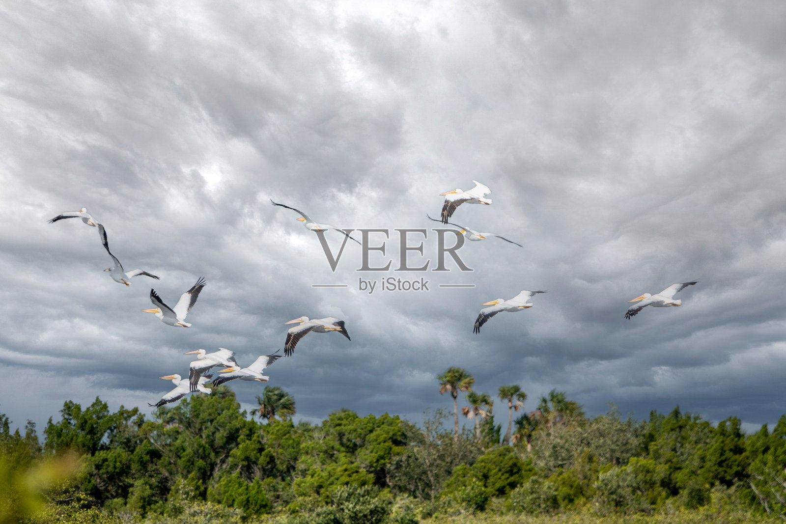 北美白鹈鹕照片摄影图片