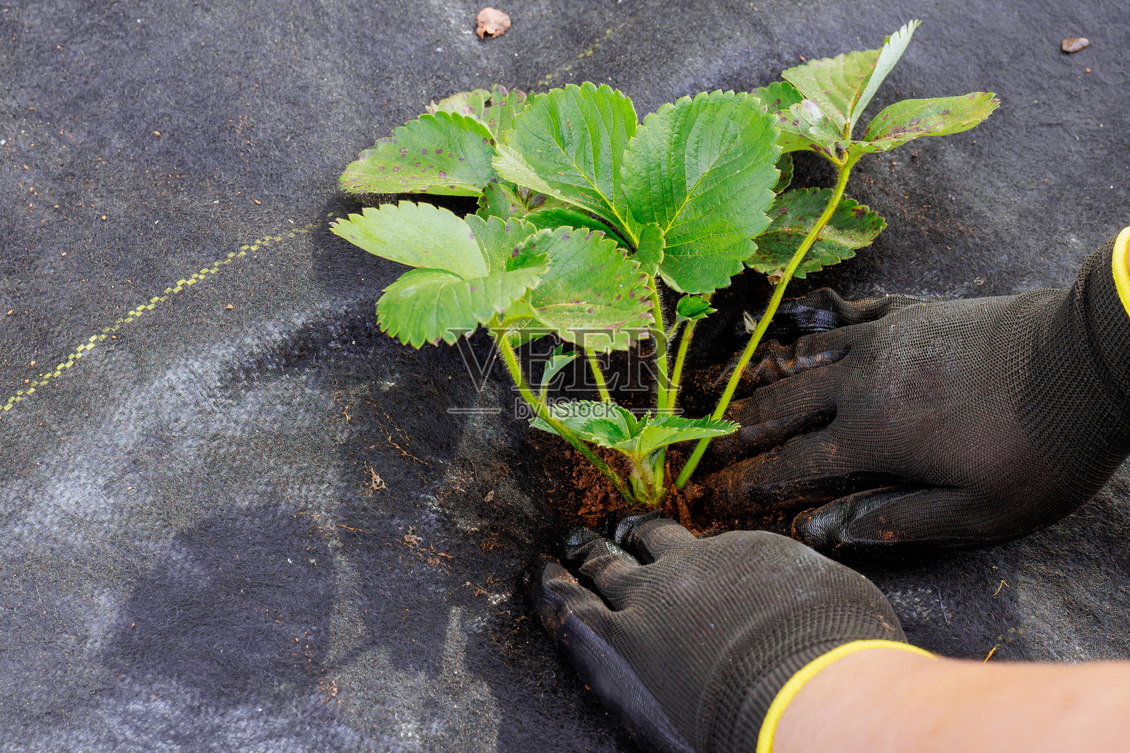 女人在花园中为草莓幼苗种植准备好的土壤床。照片摄影图片