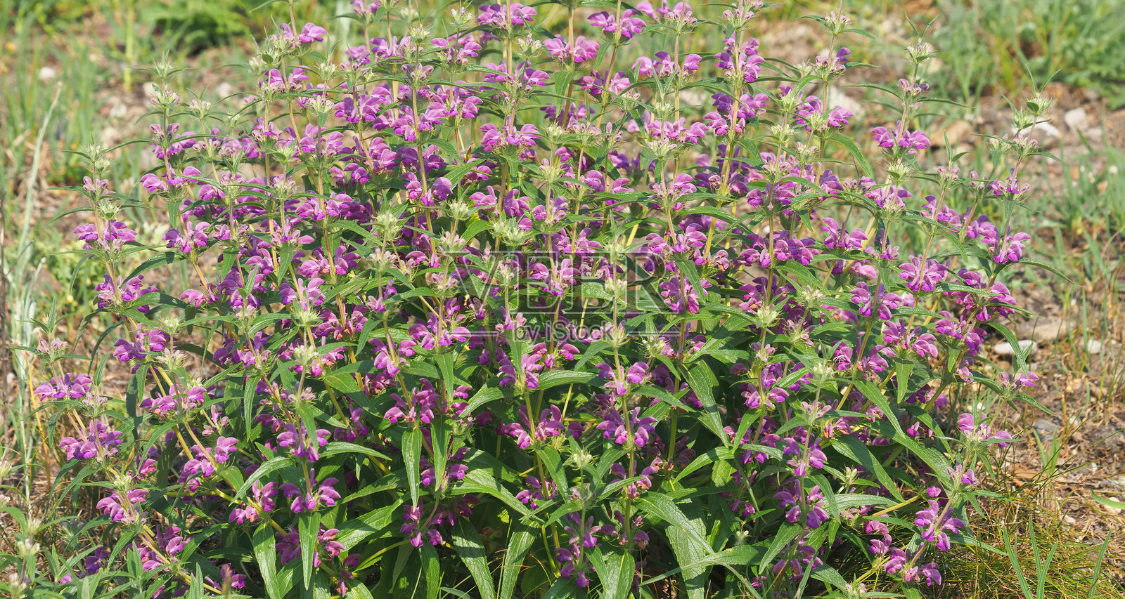 伊朗野生耶路撒冷鼠尾草的紫色花朵，Phlomis herba-venti照片摄影图片