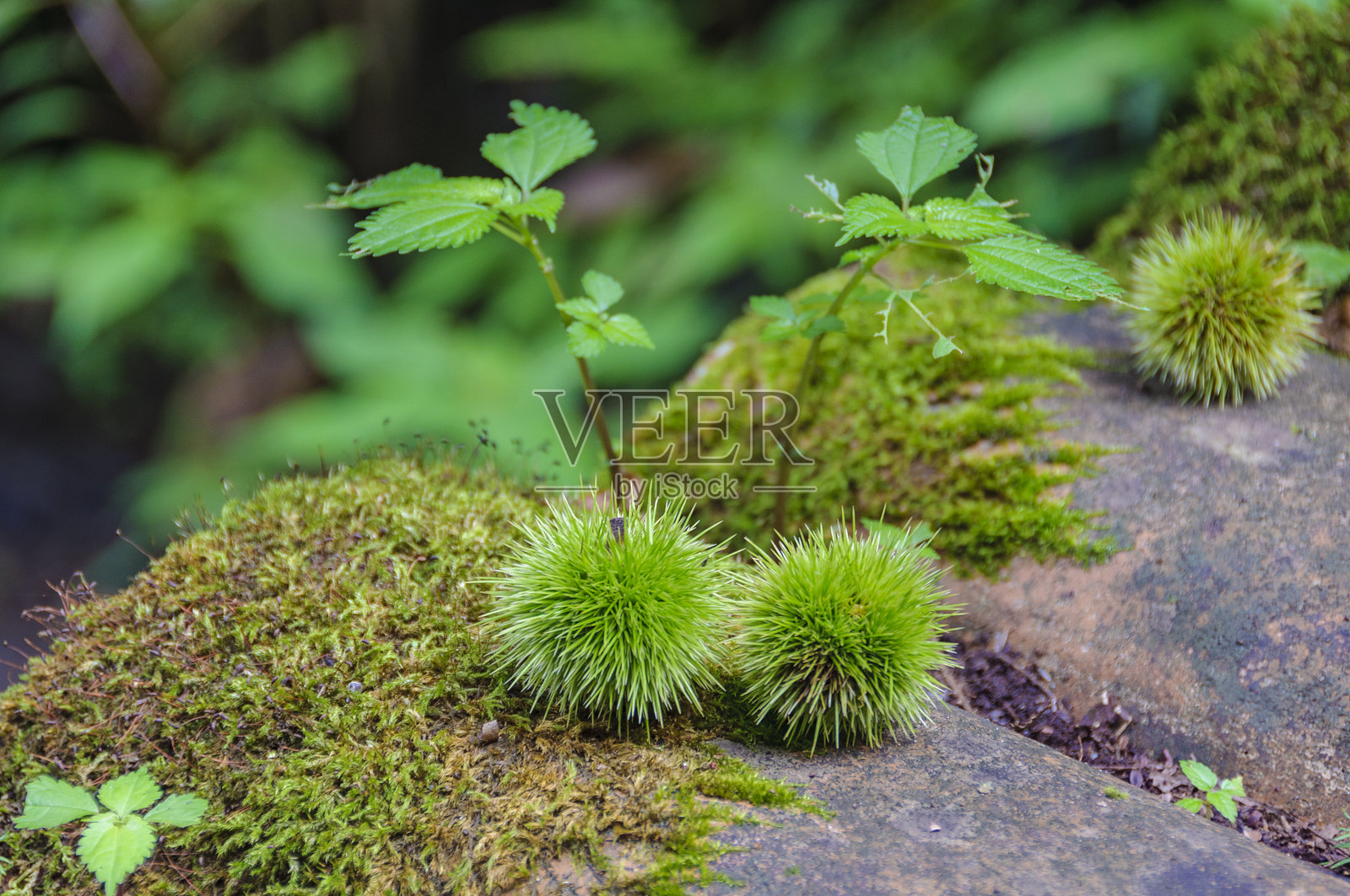 小球状栗子在苔藓覆盖的石头上照片摄影图片