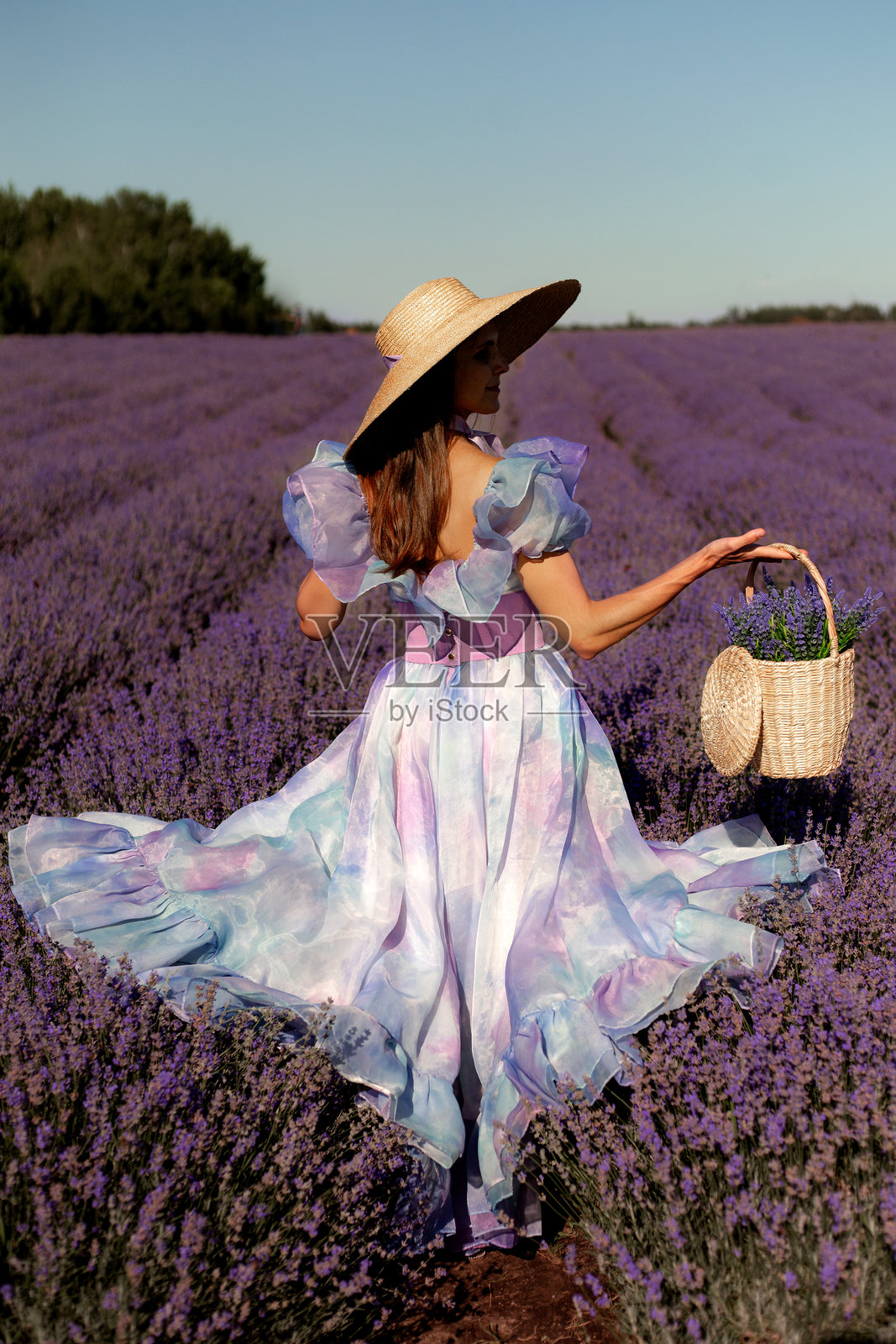 一个穿着裙子的女孩在薰衣草田里提着篮子照片摄影图片