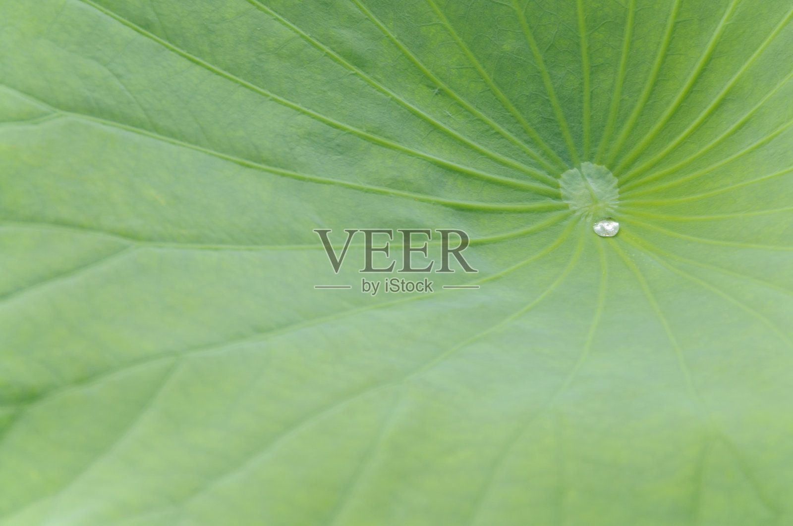 水滴落在荷叶上。照片摄影图片