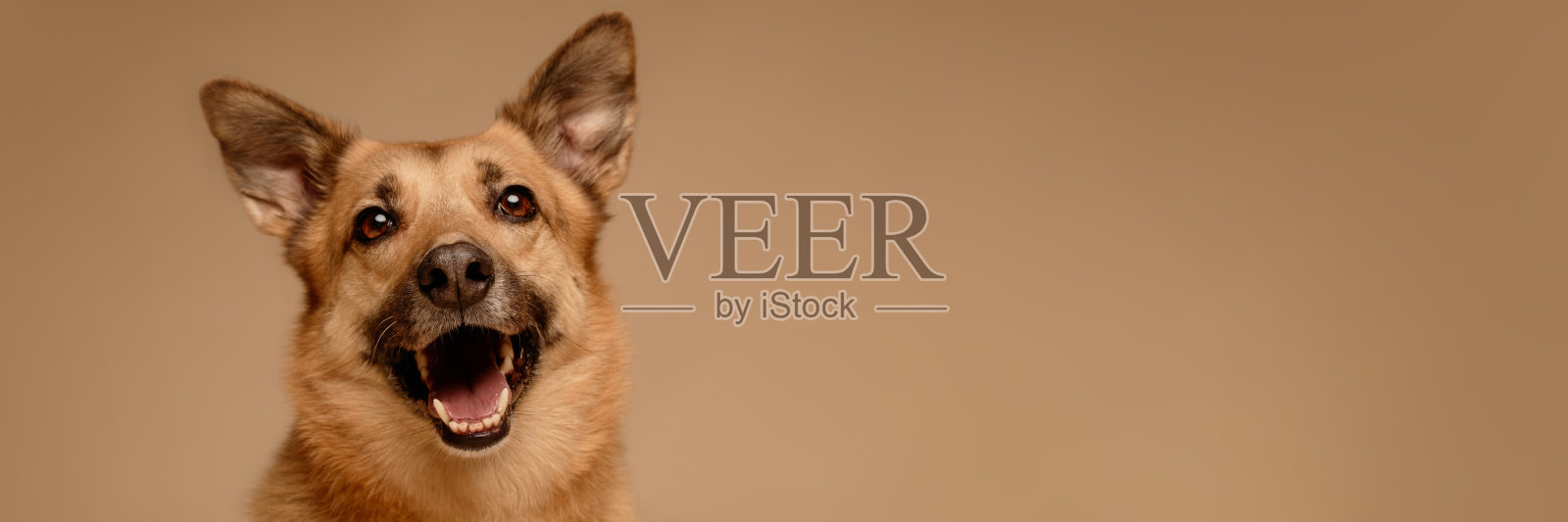 微笑的德国牧羊犬快乐地仰望照片摄影图片