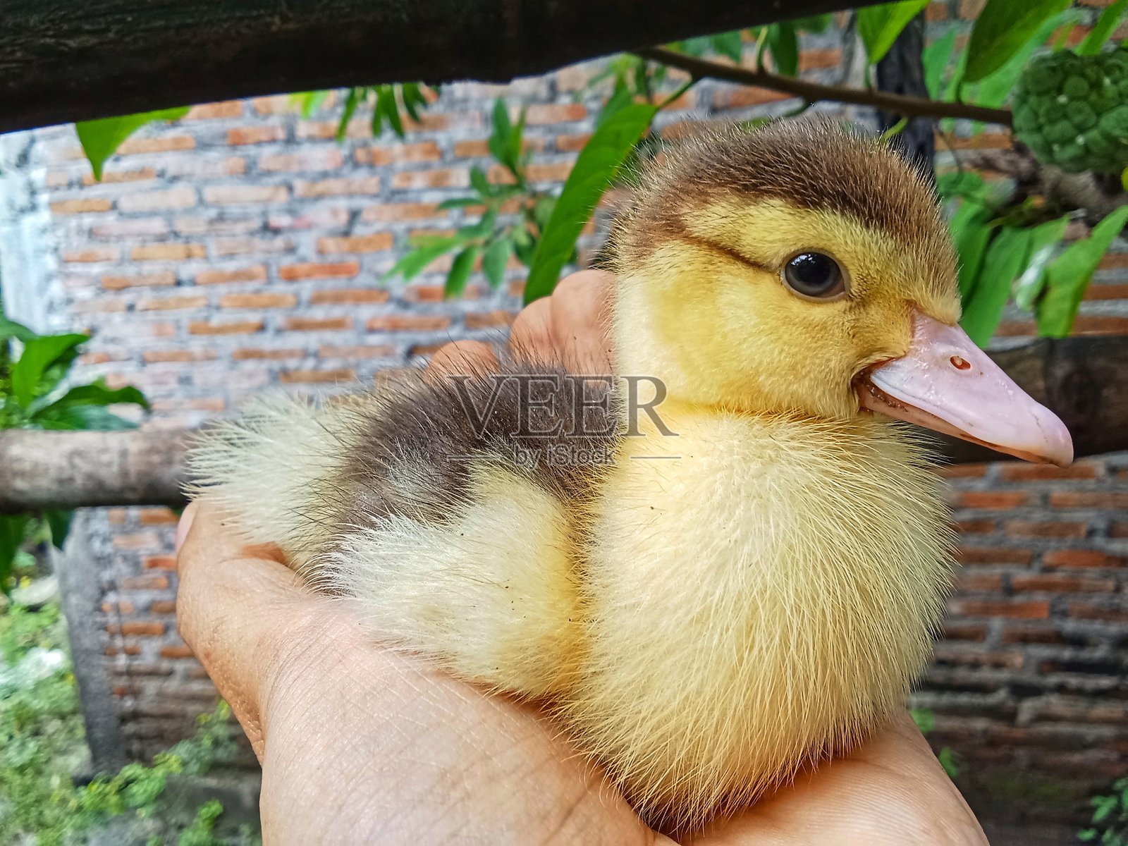 小鸭子照片摄影图片
