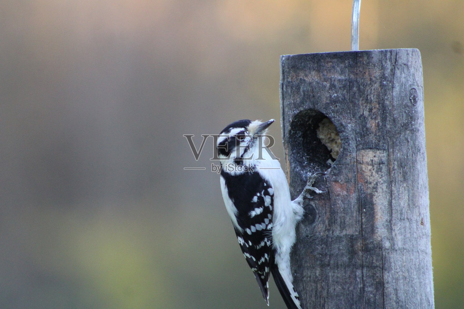 柔翅啄木鸟照片摄影图片