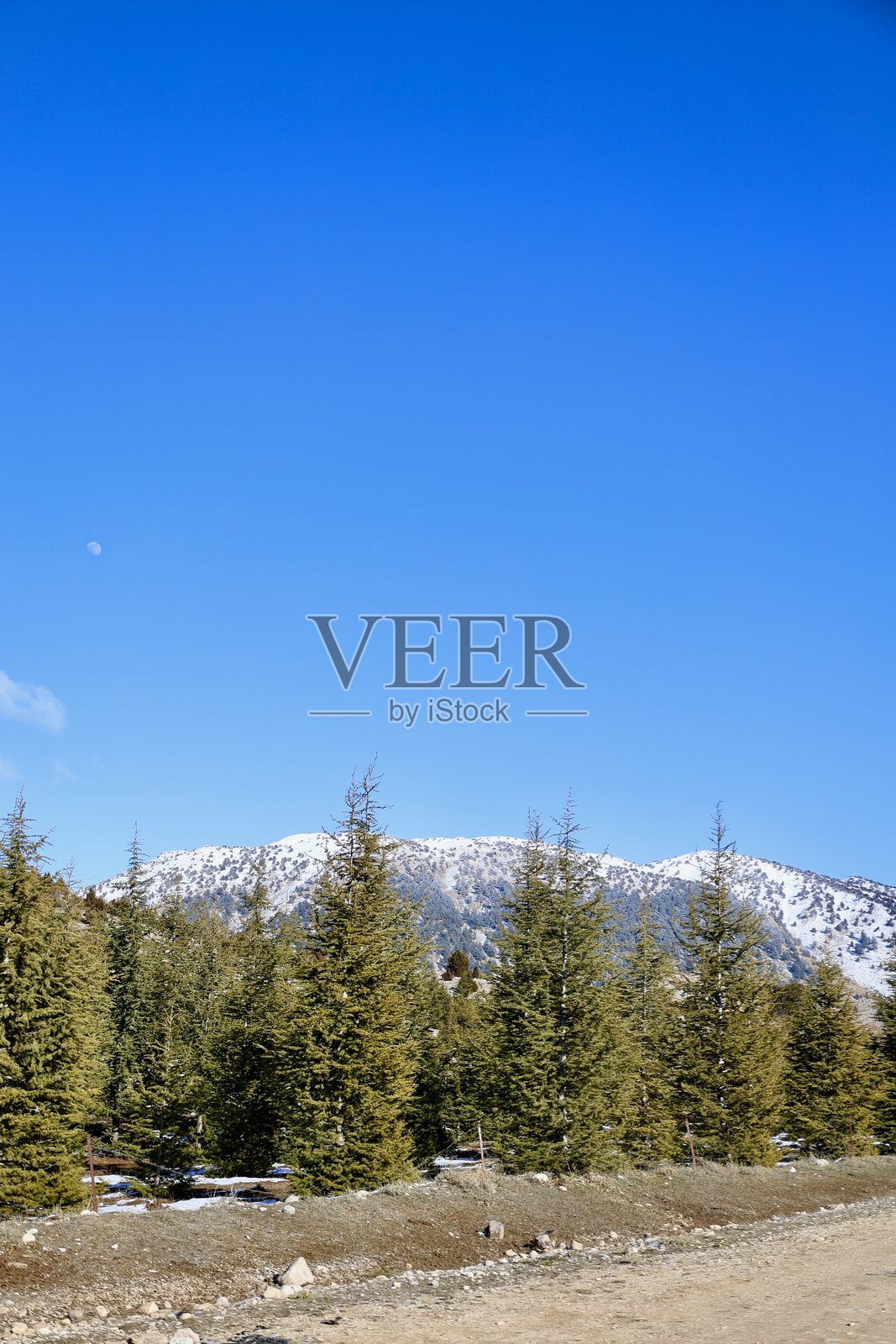 雪山上的树木照片摄影图片