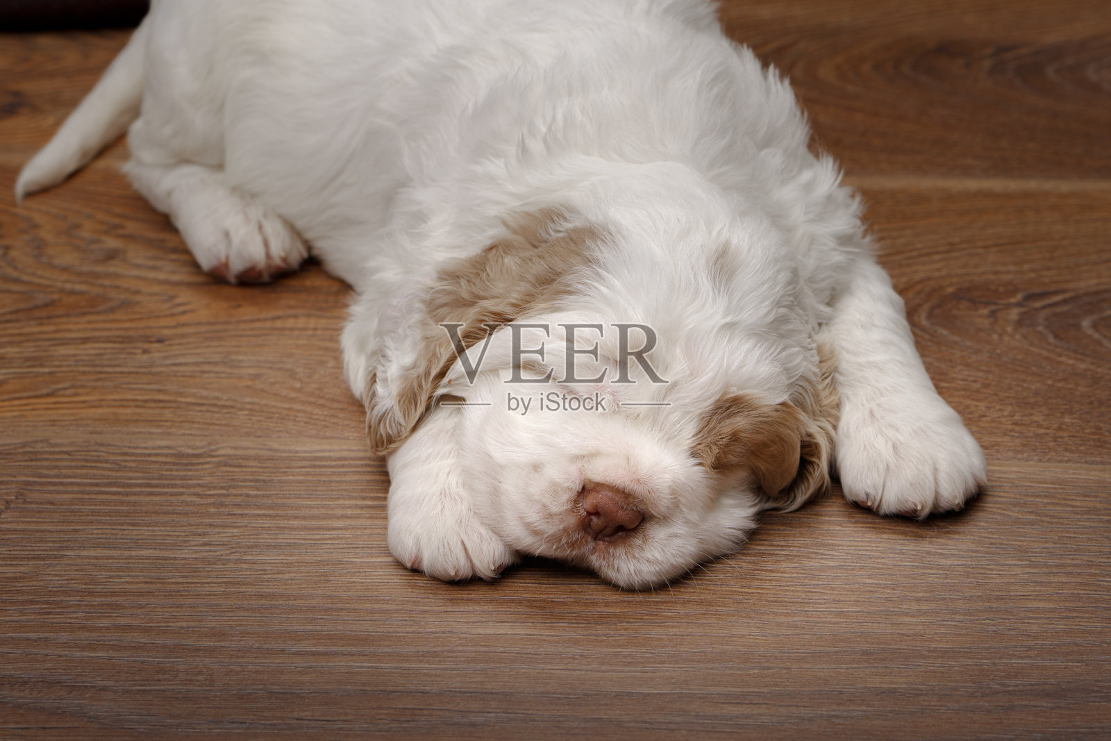 睡觉的克伦伯猎犬小狗照片摄影图片