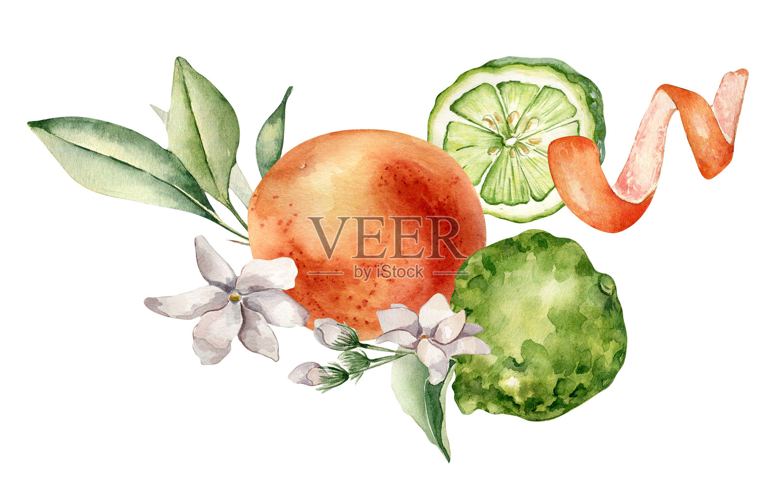 柑橘水果和茉莉花构成明亮的夏季水彩画插图孤立的白色。葡萄柚手绘。柑橘成熟绘画植物风格。设计包装，标签香气产品插画图片素材