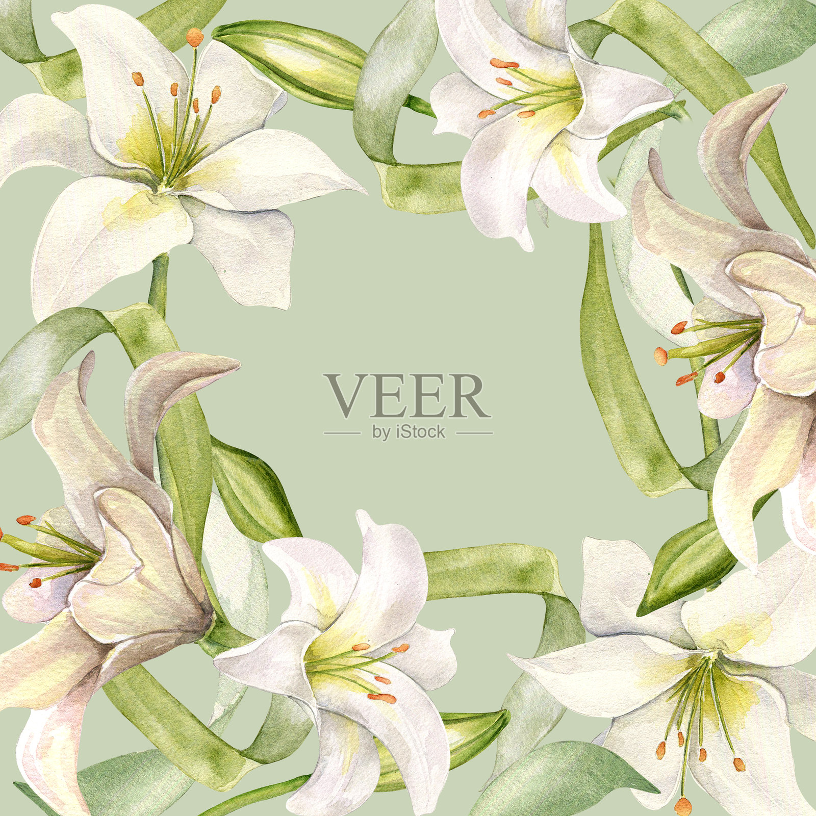 白色百合和芽水彩孤立在灰色。白色的花和茎植物插图手绘。框架与百合和叶子。设计婚礼请柬在教堂，洗礼，复活节卡片插画图片素材