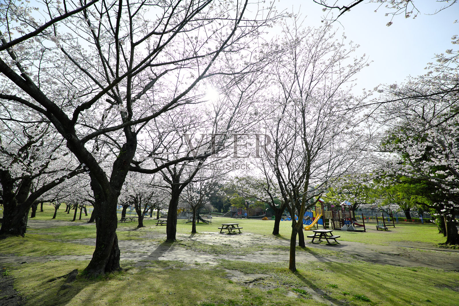 公园操场设备和春天樱花盛开照片摄影图片