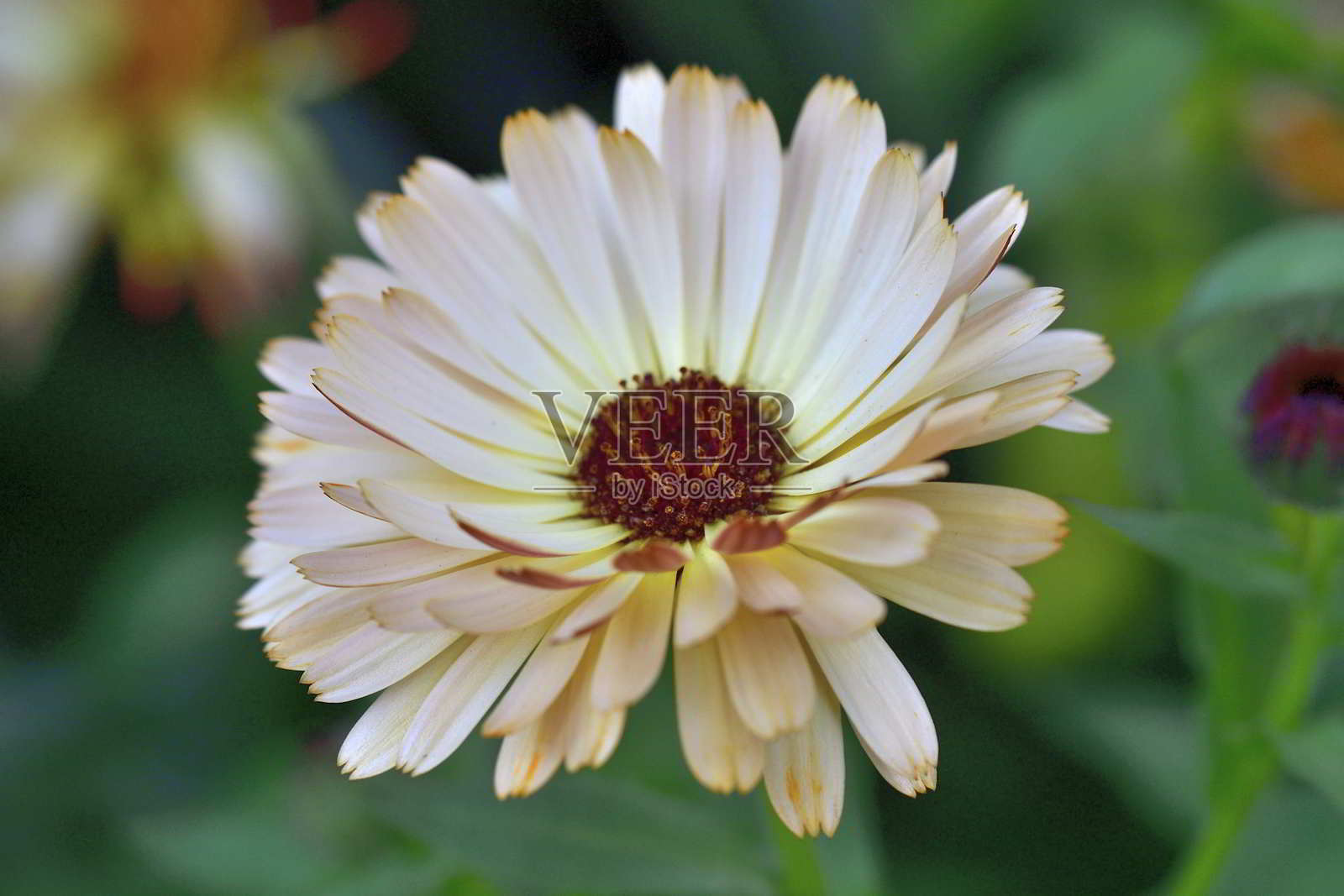 金盏菊/盆金盏花:一年生花，有芳香的叶子和大量的雏菊状花朵照片摄影图片