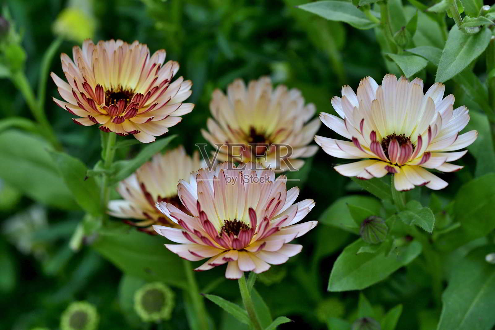 金盏菊/盆金盏花:一年生花，有芳香的叶子和大量的雏菊状花朵照片摄影图片