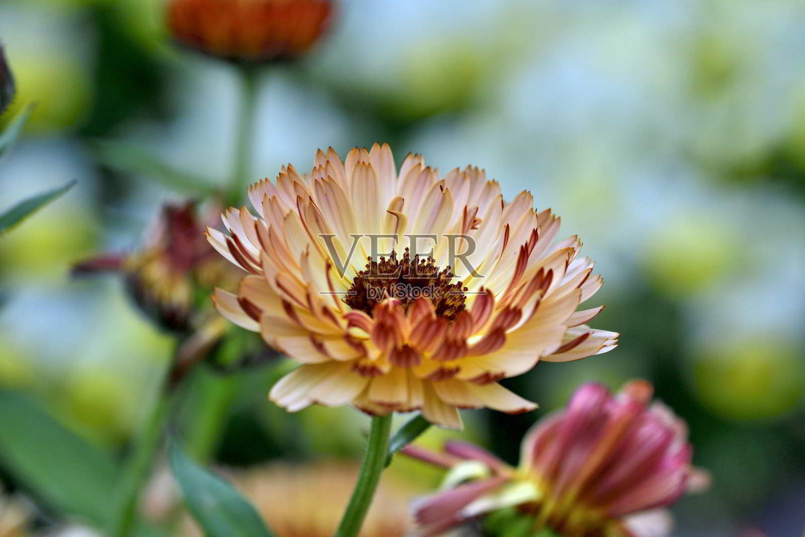 金盏菊/盆金盏花:一年生花，有芳香的叶子和大量的雏菊状花朵照片摄影图片
