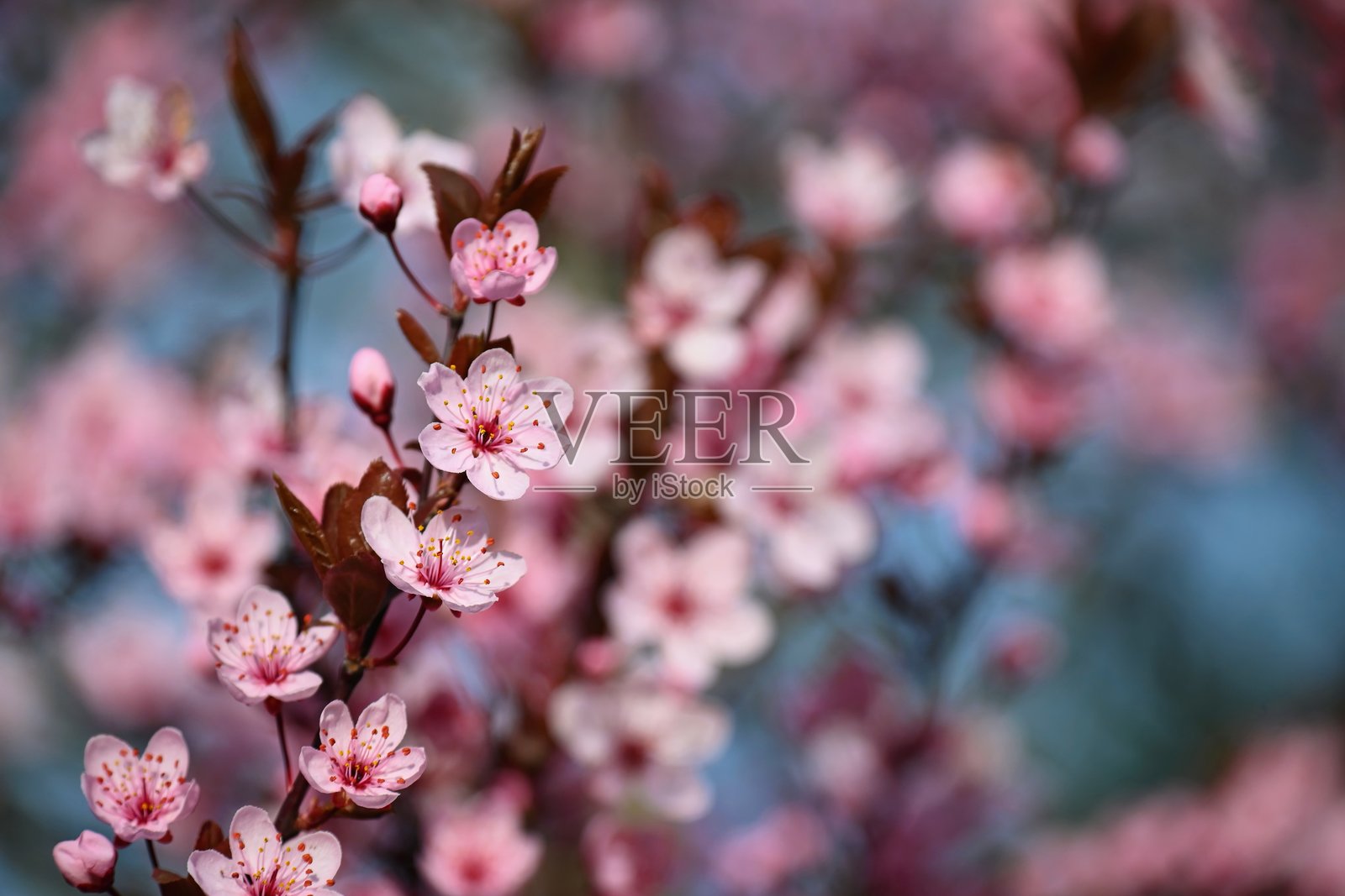 春天的花。美丽盛开的树枝。樱花-樱花和太阳与自然色彩的背景。照片摄影图片
