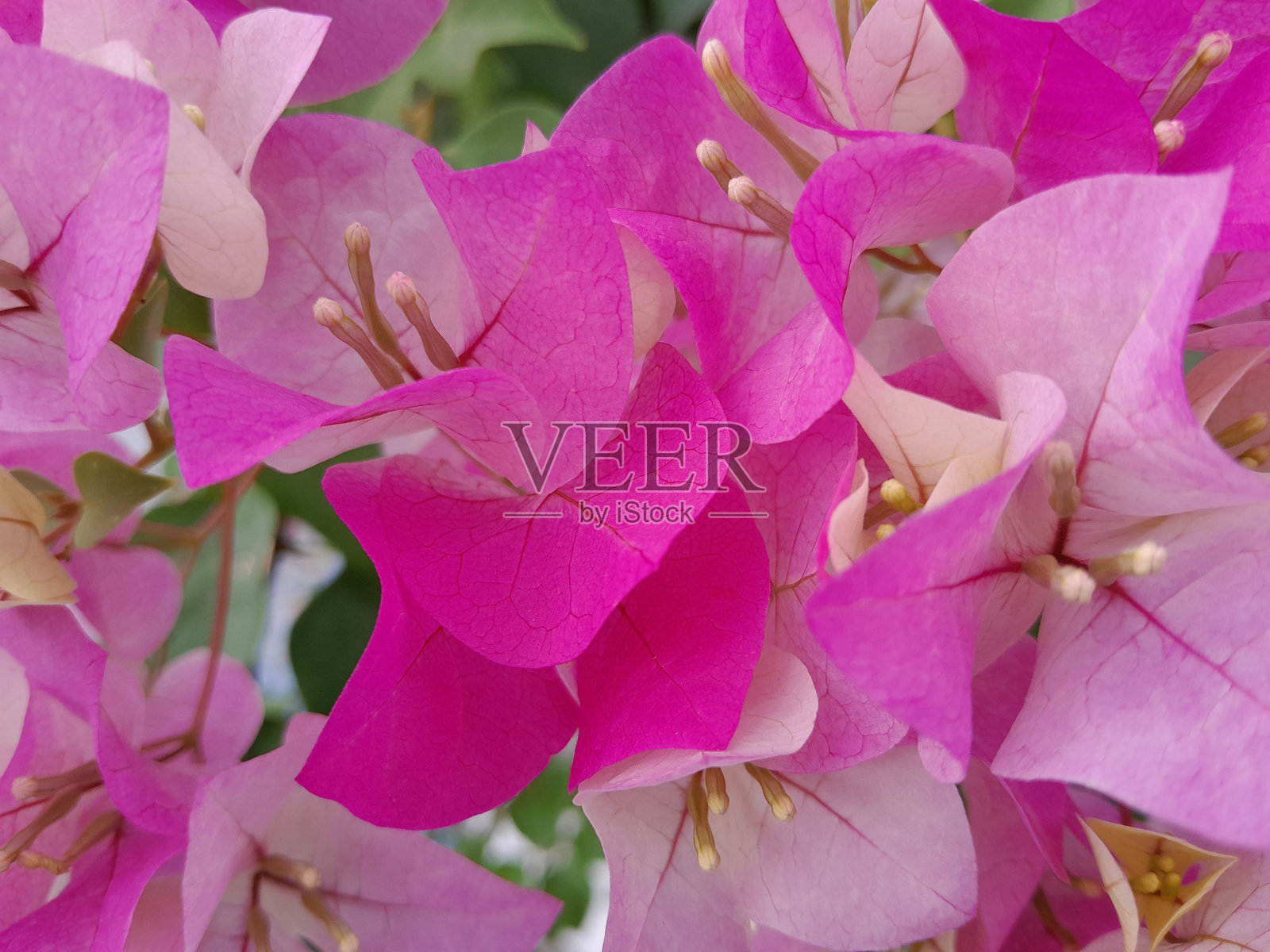 自然与美照片摄影图片