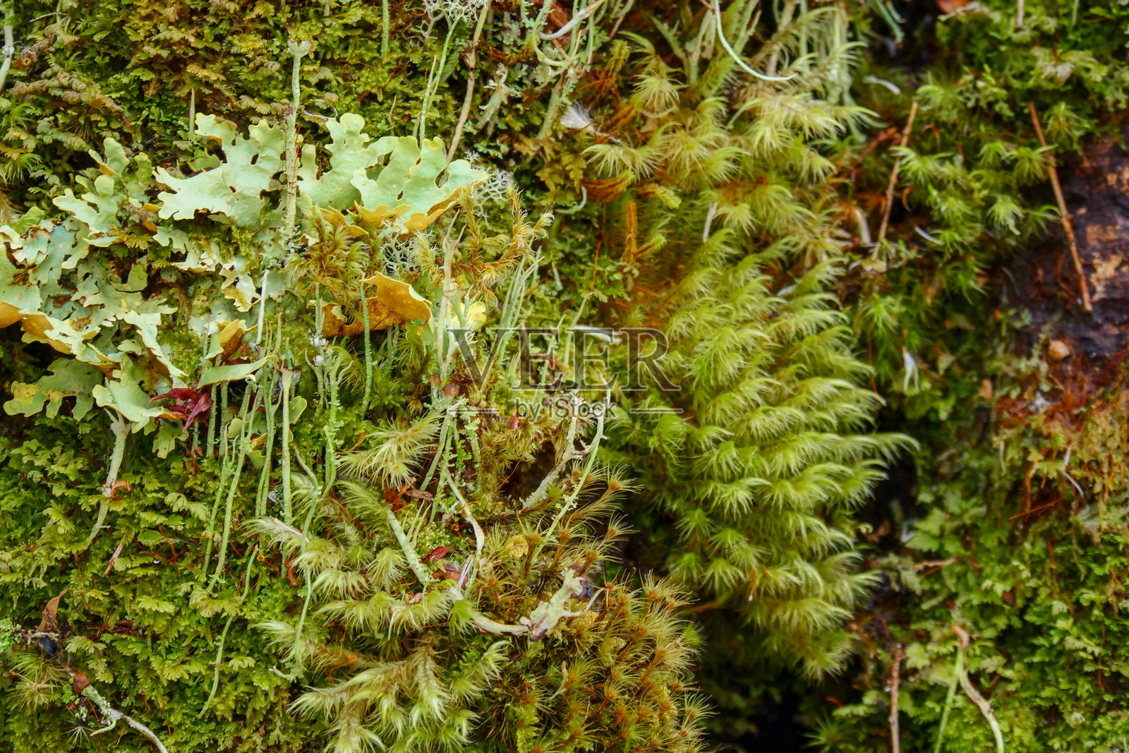 不同的小绿色蕨类植物生长在树木和岩石在郁郁葱葱的温带雨林。地点:El Chaiten Volcano Hike, chait<s:1> Los Lagos，智利照片摄影图片