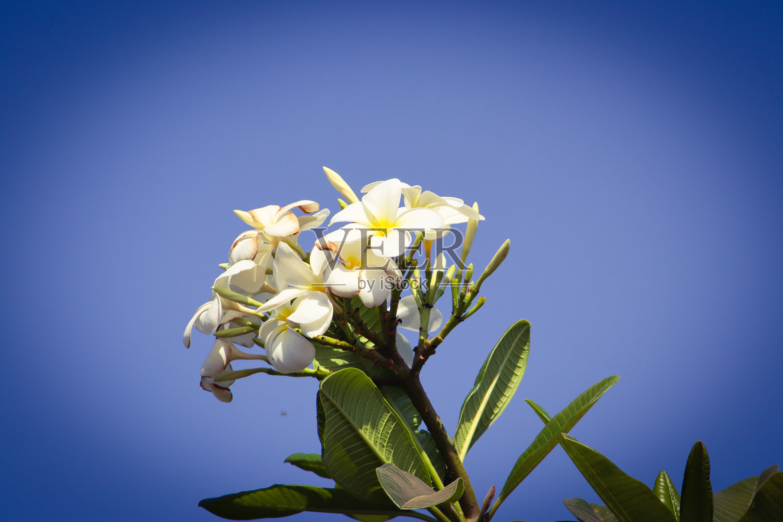 深入了解白鸡蛋花的美丽，香味和栽培技巧照片摄影图片
