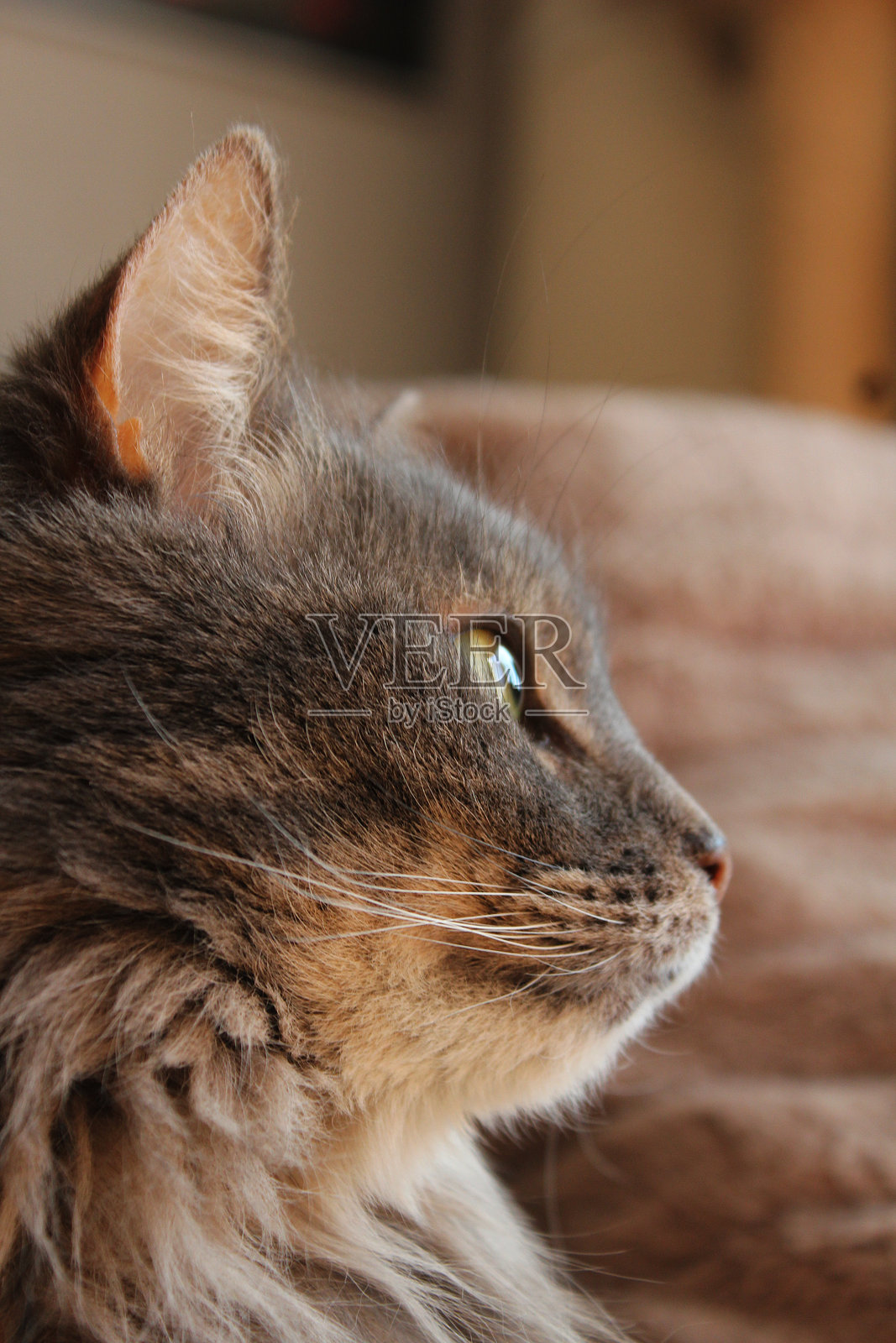 penny的肖像，可爱和毛茸茸的猫照片摄影图片