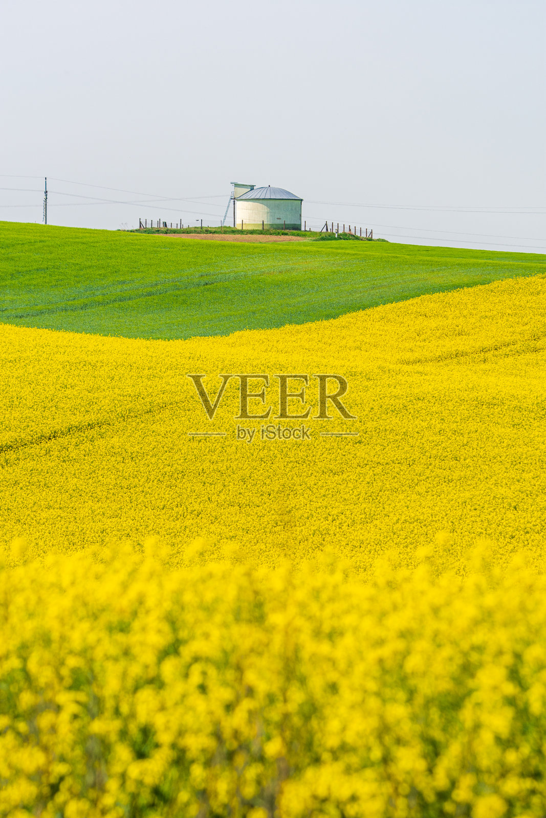 背景是油菜地亮黄色的花朵和粮仓照片摄影图片