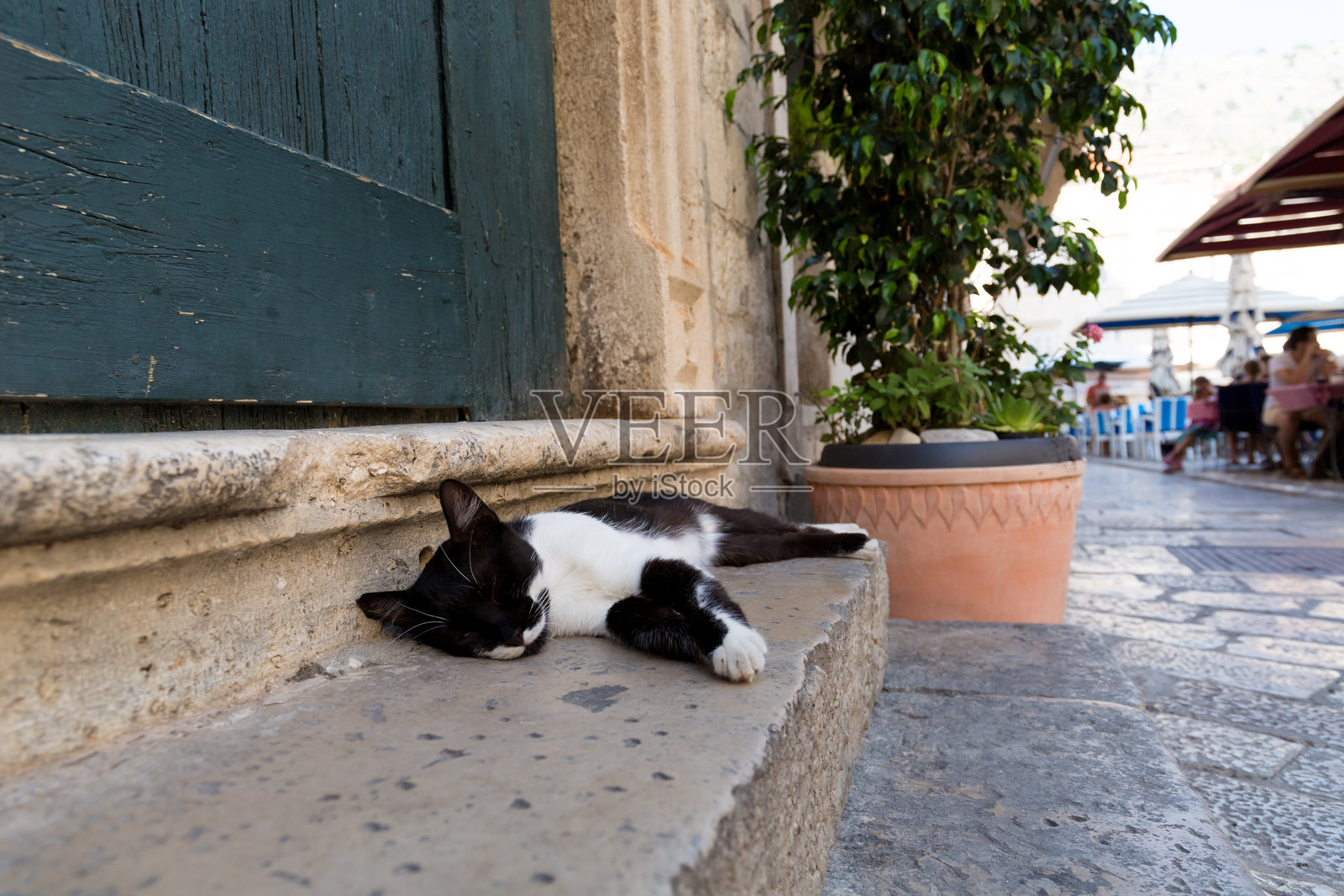 克罗地亚杜布罗夫尼克老城，一只黑白相间的猫在石阶上睡觉。照片摄影图片