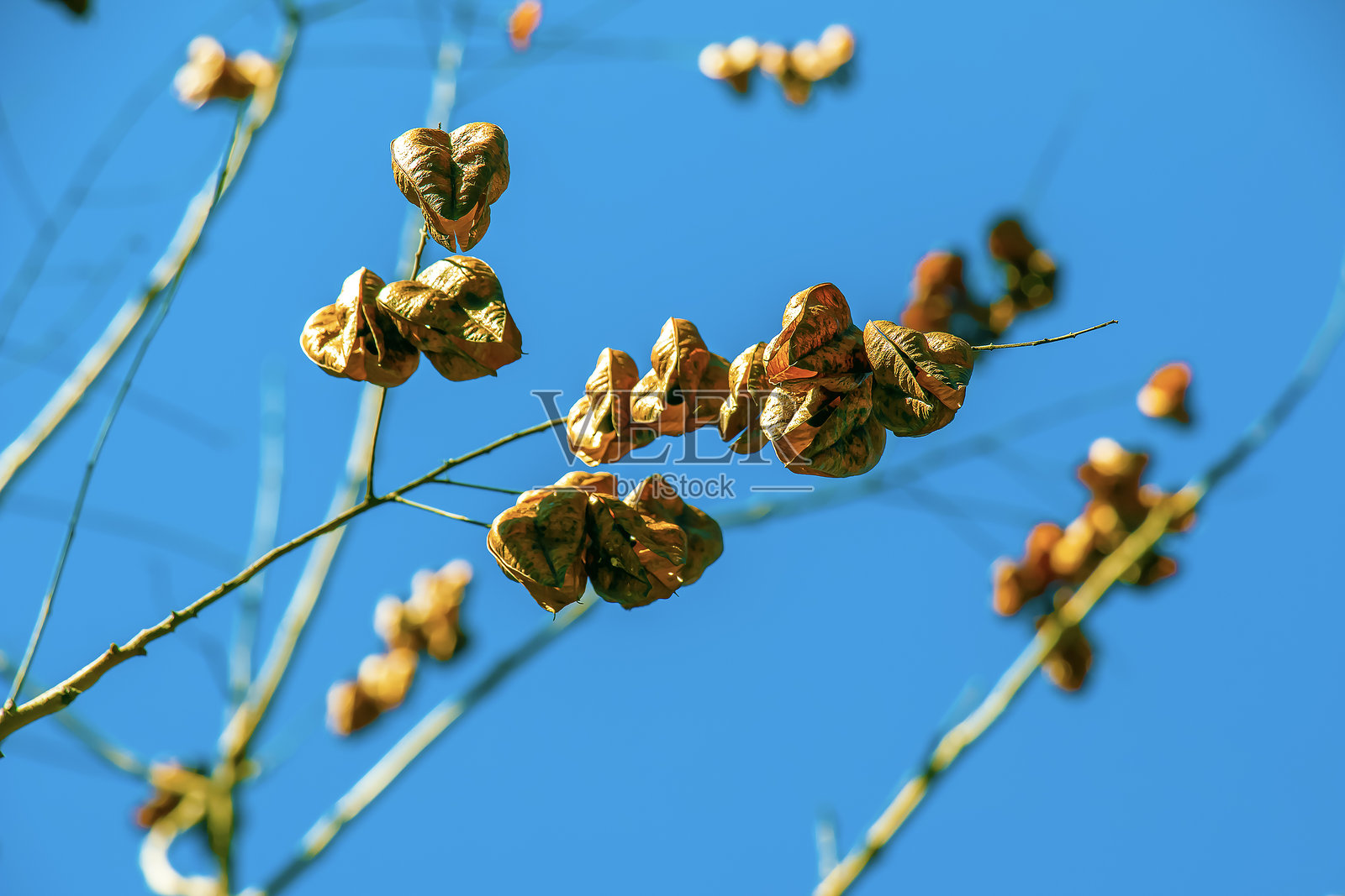 春天的金莲树和花。黄色的花变成了褐色的种子荚照片摄影图片