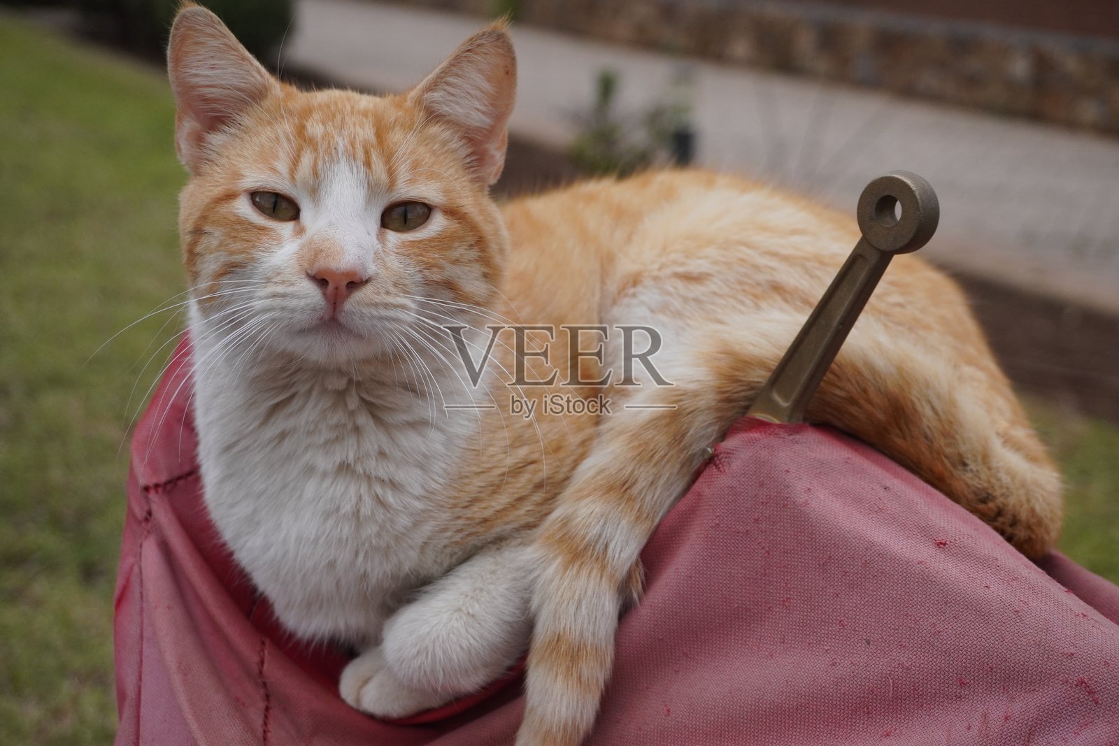 流浪猫照片摄影图片