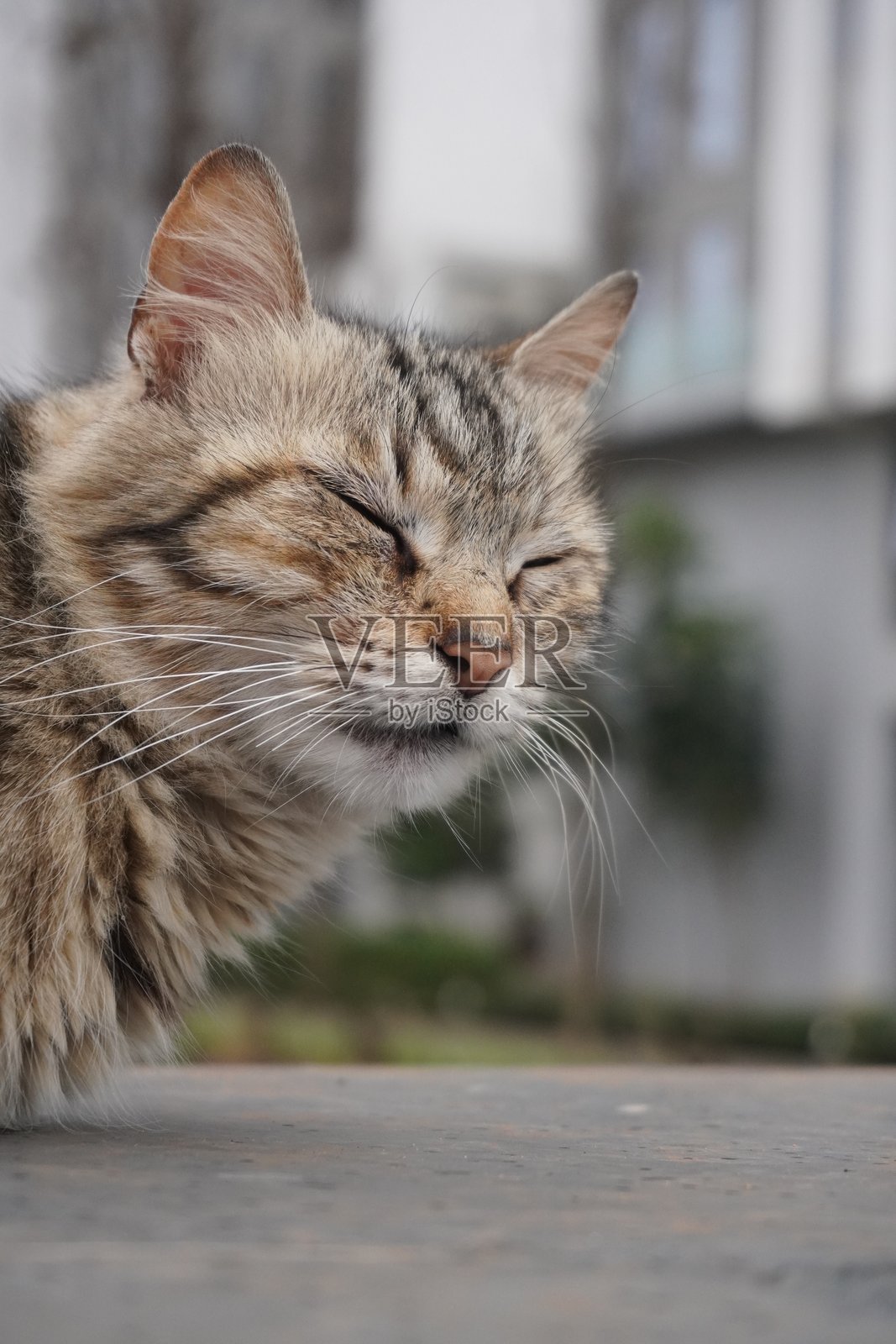 流浪猫照片摄影图片
