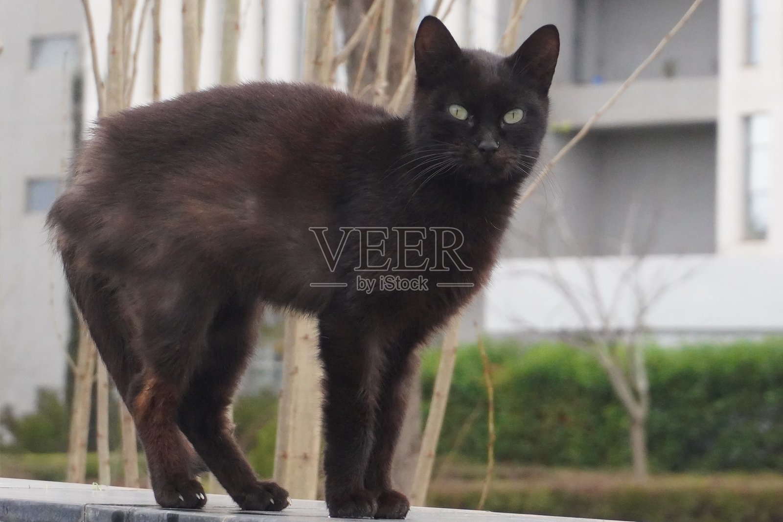 流浪猫照片摄影图片