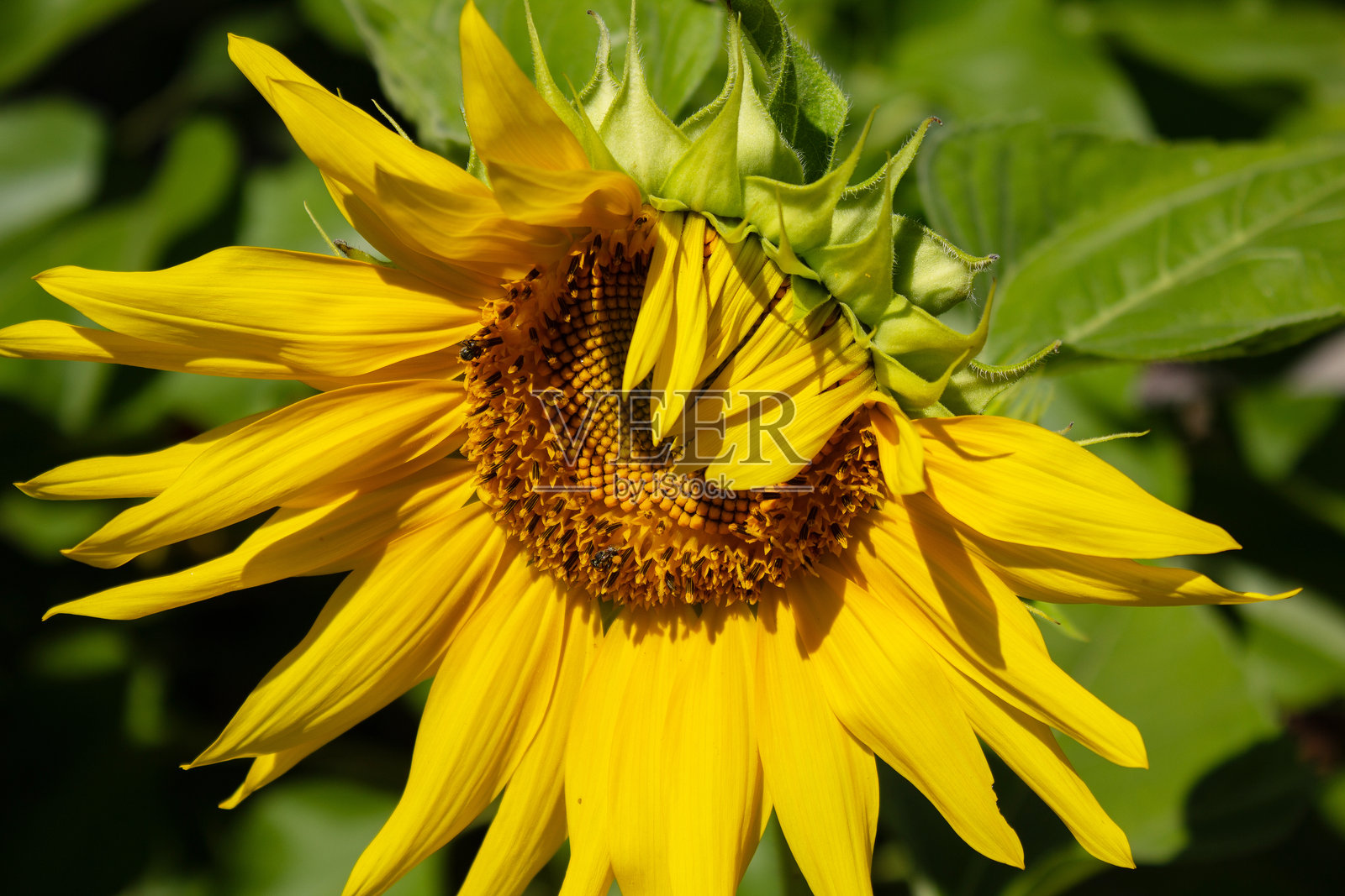 向日葵种植园。照片摄影图片