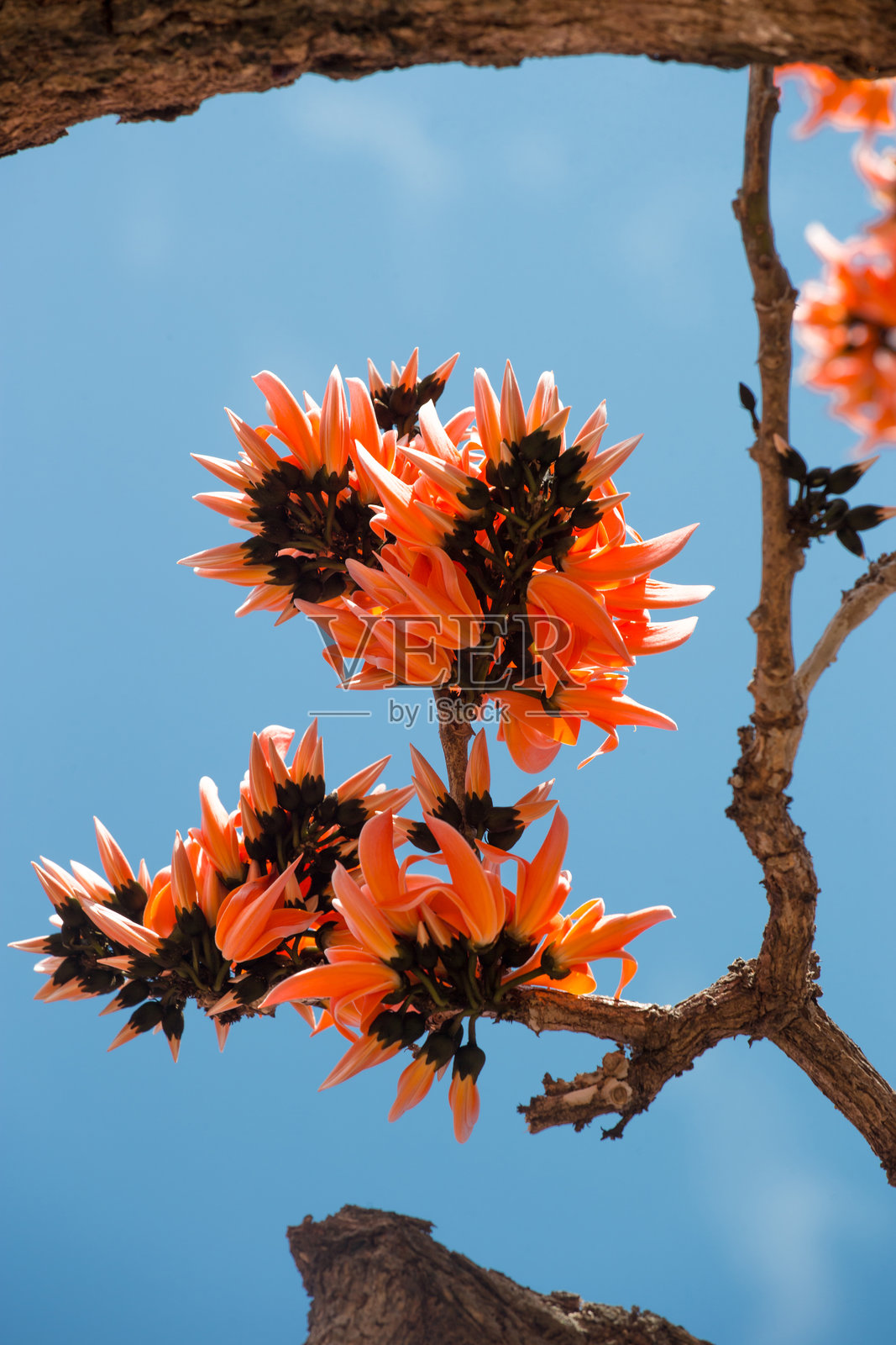 单瓣黄花树是一种原产于印度次大陆和东南亚热带及亚热带地区的黄花树物种。照片摄影图片