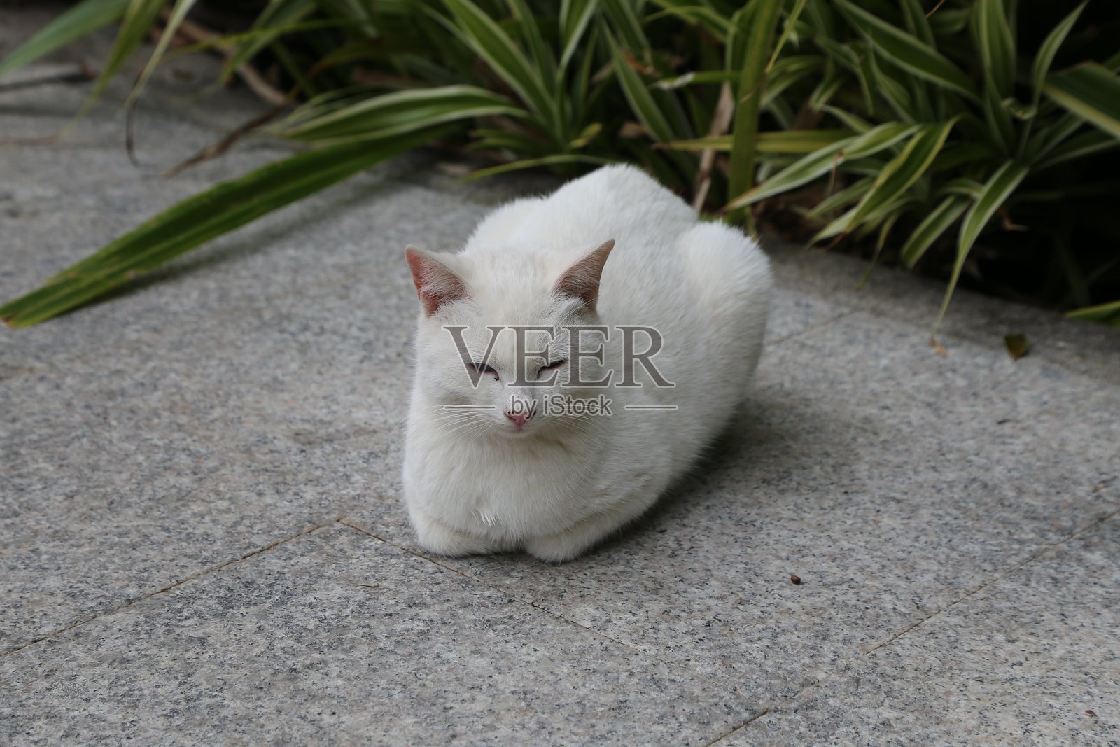 一只白猫闭着眼睛，蜷缩在灰色水泥地面上，面前是一些绿色植物。照片摄影图片
