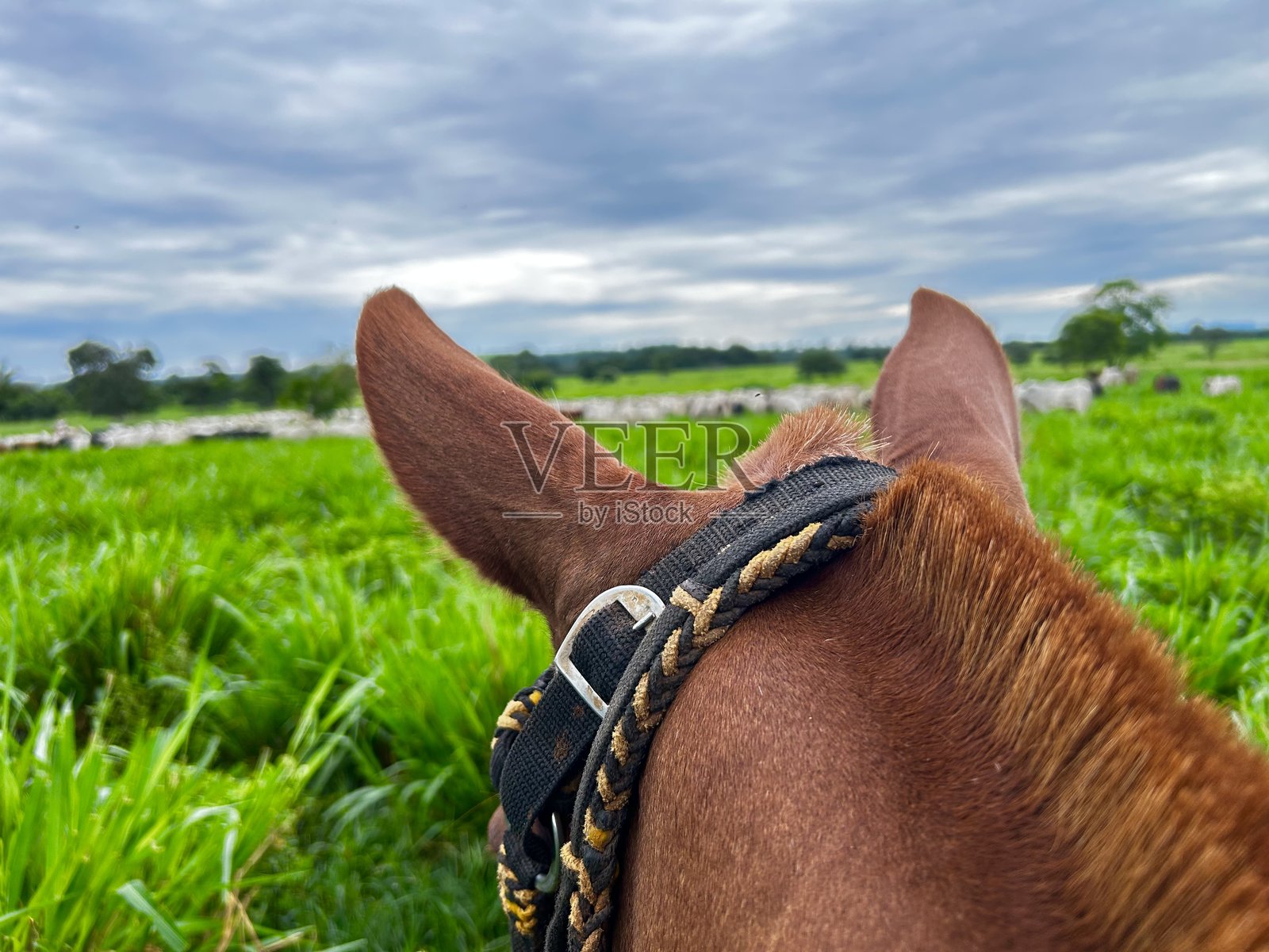 集约化牧草开发项目：集约化牧草系统与畜牧业照片摄影图片