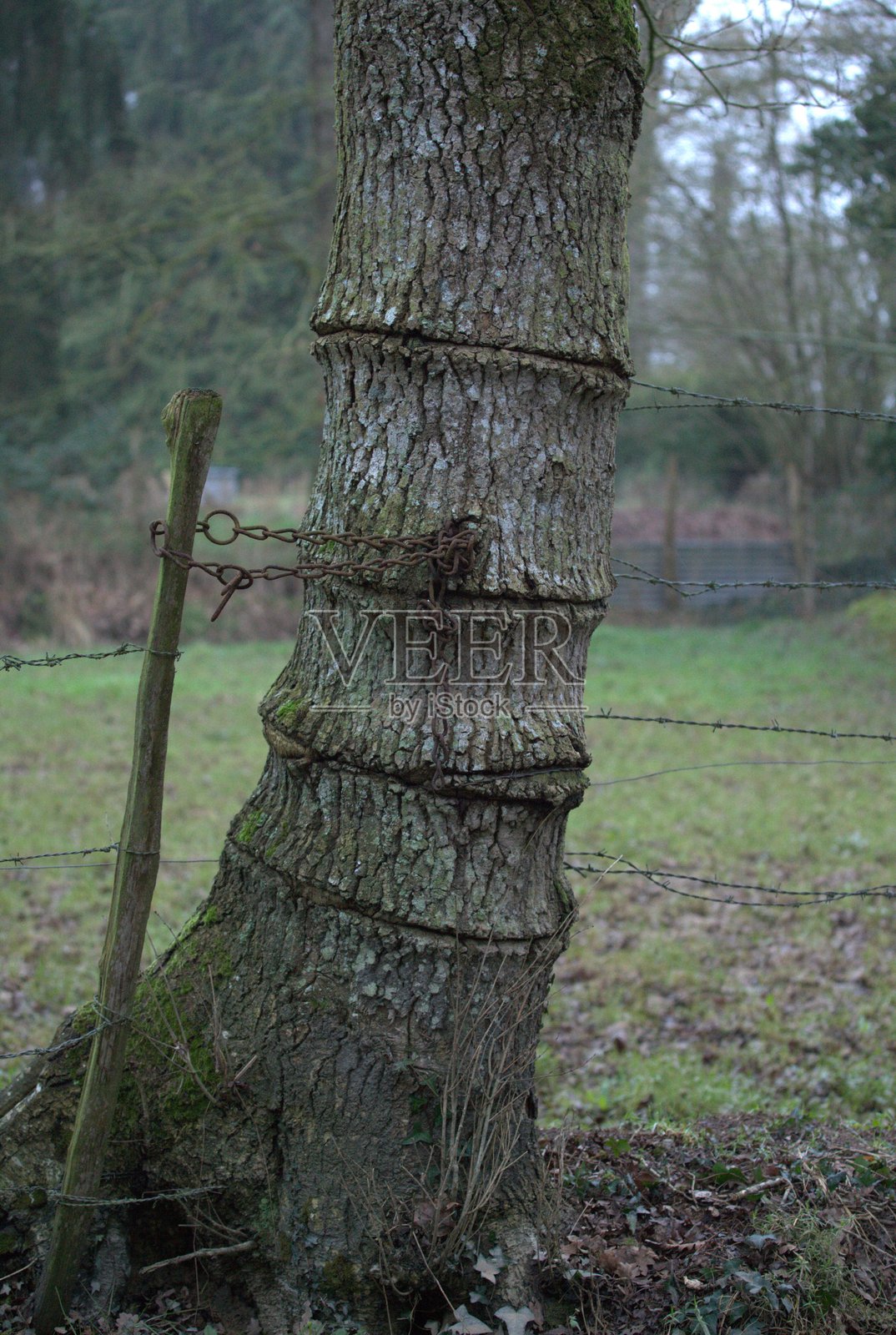 被铁丝网伤害的树木照片摄影图片