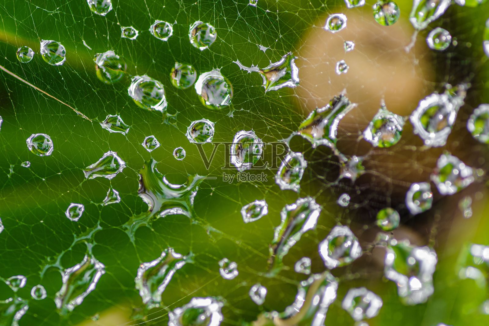 水珠挂在蜘蛛网和绿叶上。照片摄影图片