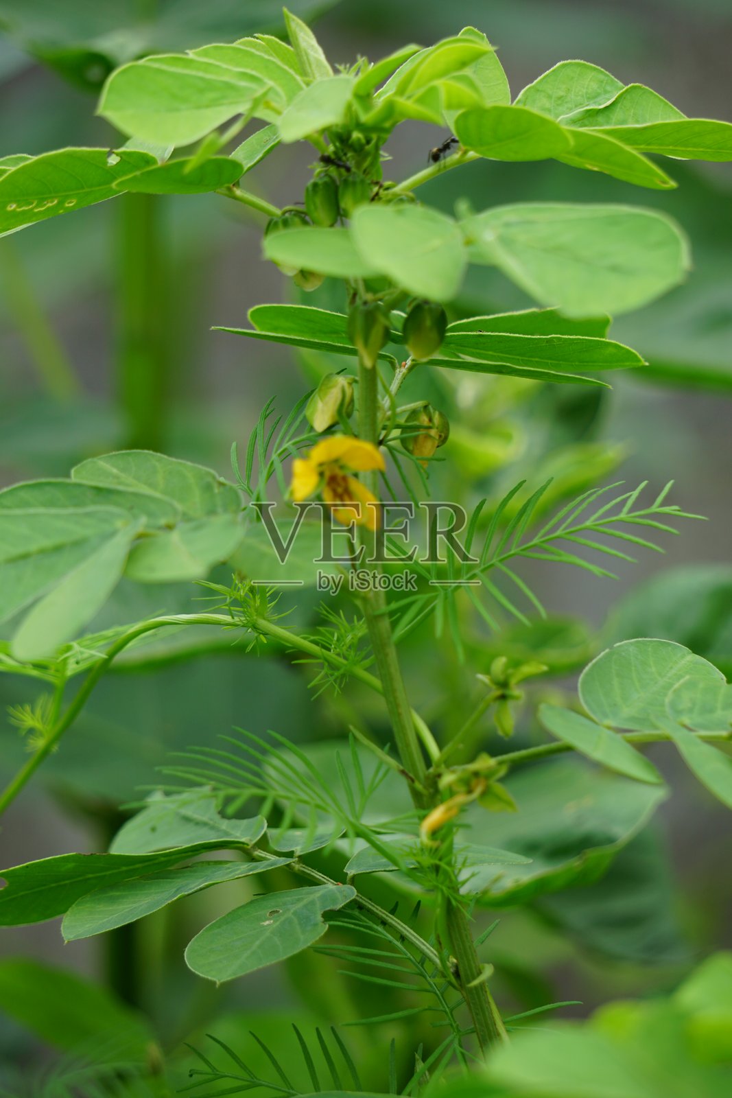 天然的番泻子(决明子、番泻子、镰状番泻子、镰状番泻子、番泻子、咖啡荚、臭决明子、番泻子、镰状番泻子)。种子和叶子被用来治疗皮肤病照片摄影图片