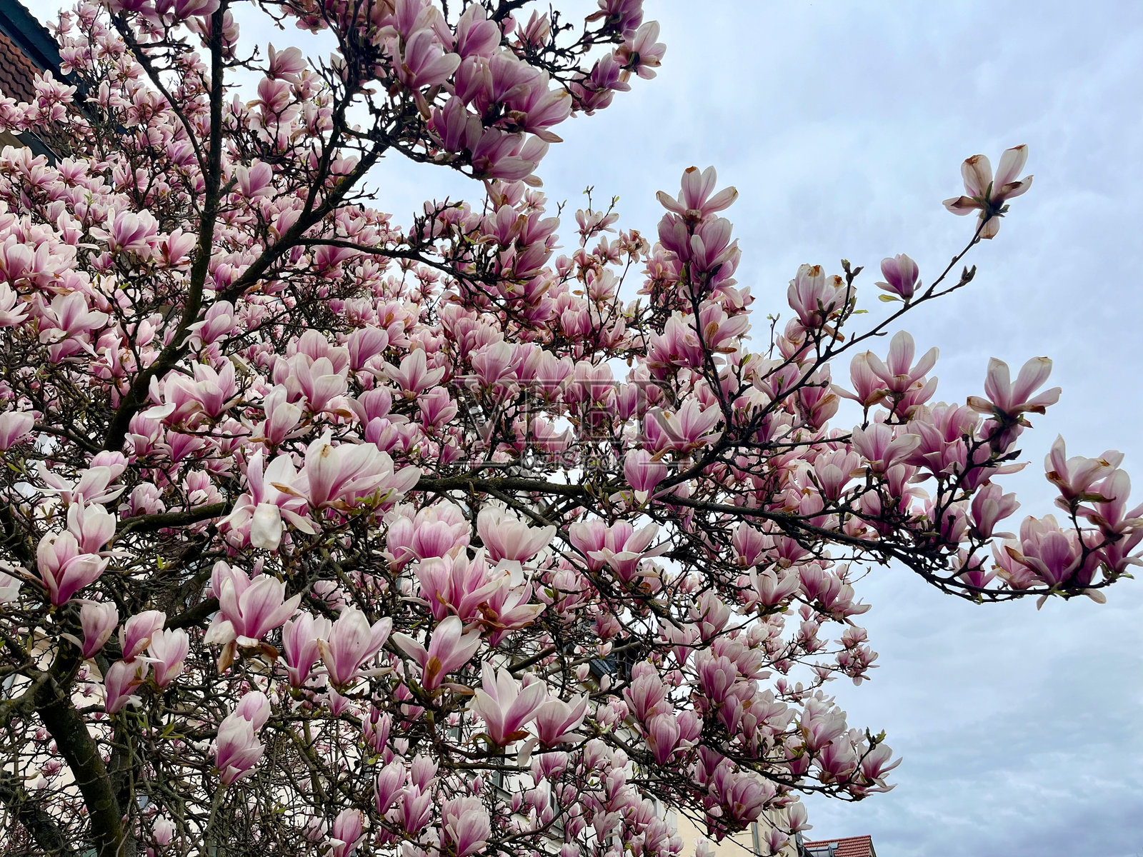 白玉兰(Magnolia neudata, Magnolia liliiflora) -碟玉兰或有时郁金香树，是白玉兰属和木兰科的杂交开花植物照片摄影图片