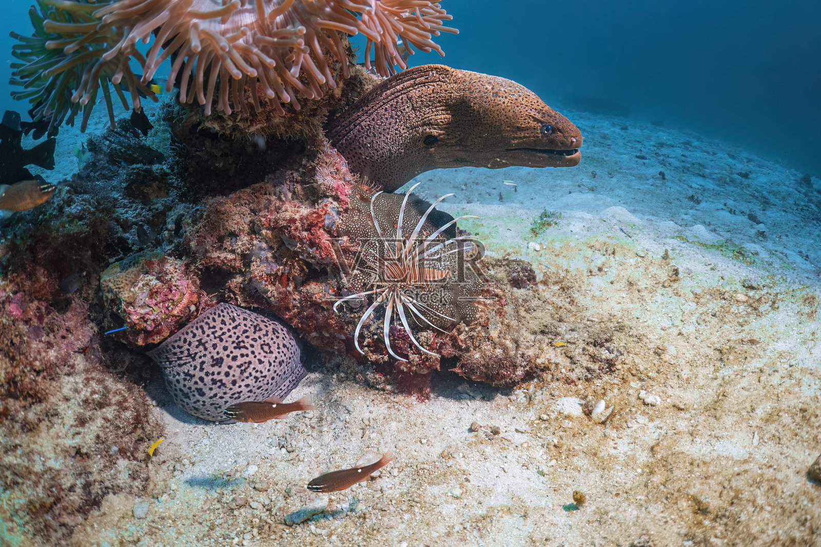 在泰国安达曼海，大海鳗和狮子鱼或狮子鱼在深海沙底珊瑚礁周围游泳，水肺潜水探索水下蓝色背景景观的旅行活动照片摄影图片