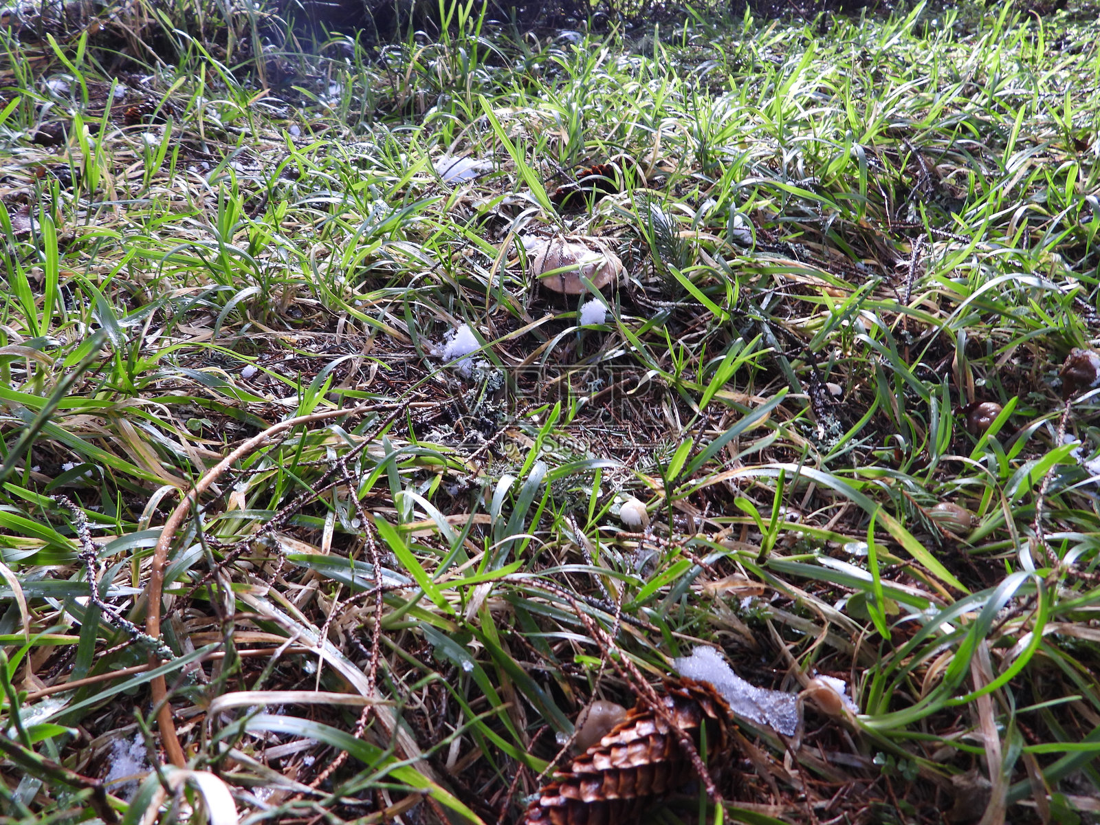 草丛和雪地中的白色小蘑菇照片摄影图片
