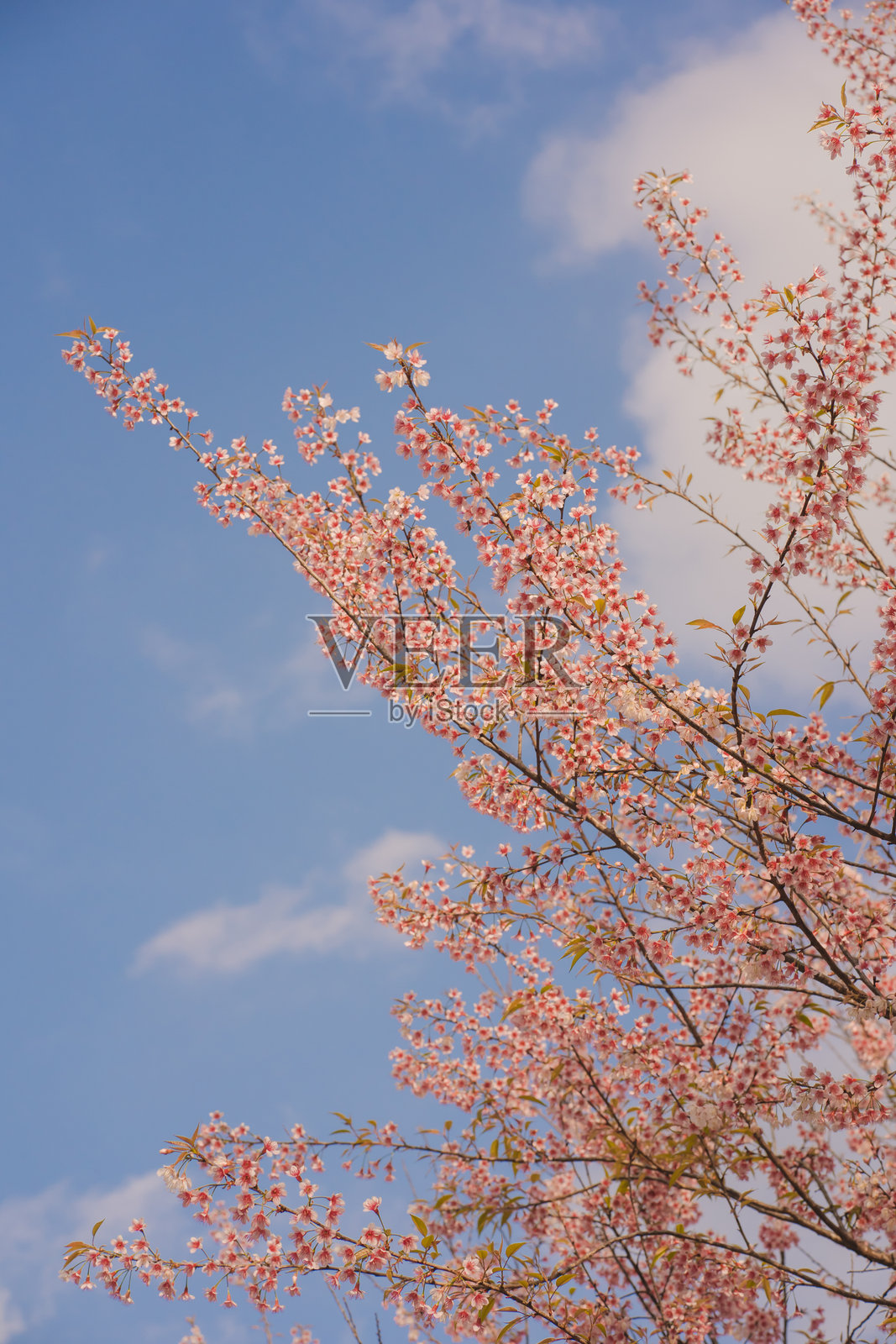 春季时节，粉色樱花树与晴朗天空的自然旅行概念照片摄影图片