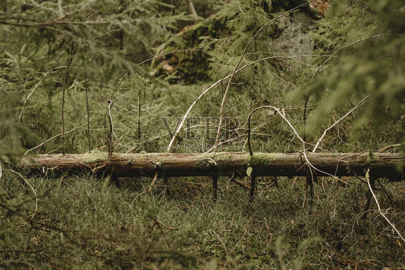 森林中倒下的冷杉树照片摄影图片