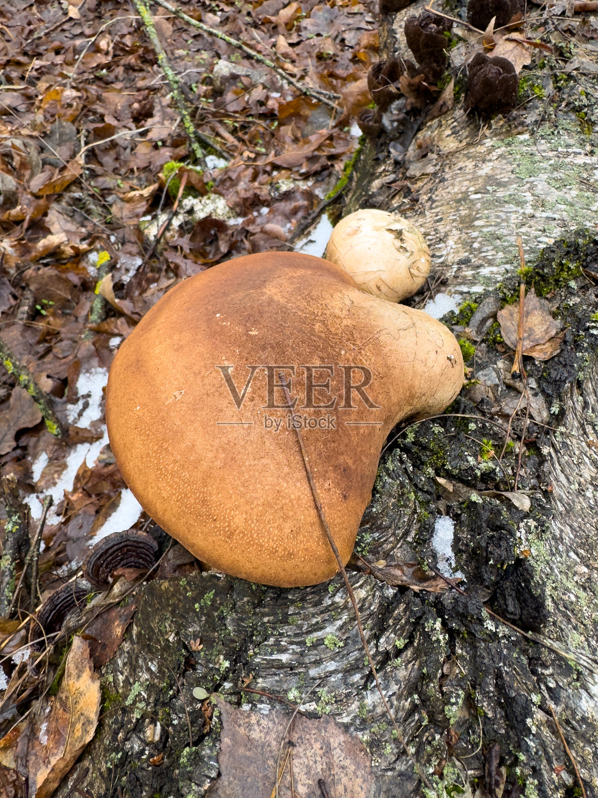 一朵大棕色蘑菇正坐在一根木头上照片摄影图片