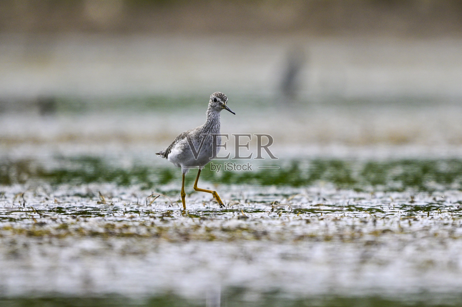 小黄腿鹬，栖息在阿根廷巴塔哥尼亚拉潘帕的潟湖水域照片摄影图片