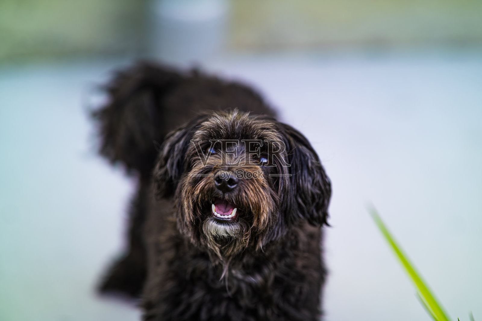 小黑狗的肖像，背景为白色照片摄影图片