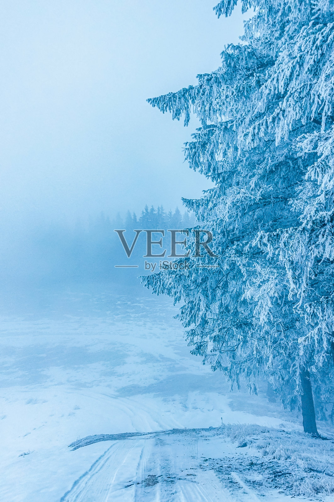 风景 - 森林 - 欧洲，罗马尼亚，苏恰瓦地区照片摄影图片