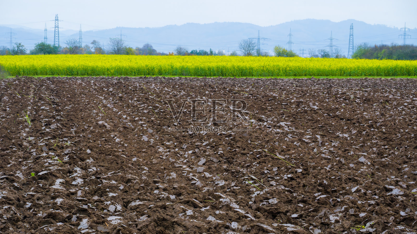 棕色耕地旁的黄色荞麦田照片摄影图片