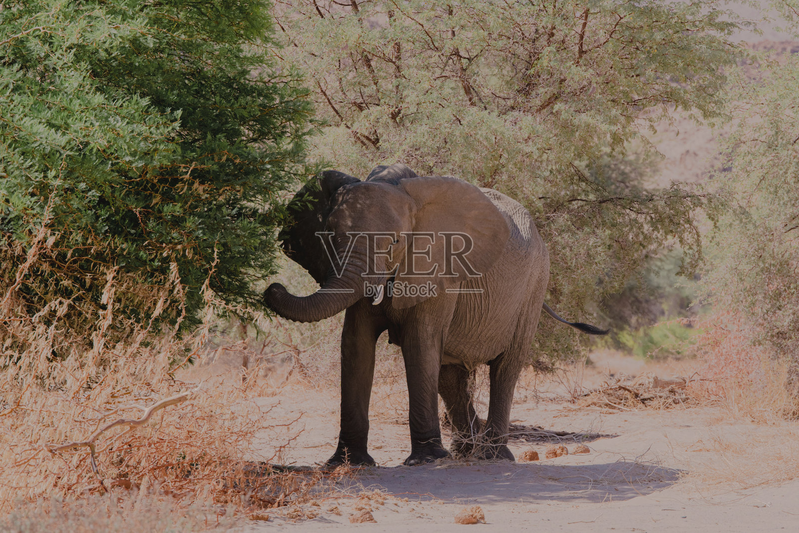 纳米比亚的沙漠大象被树木环绕照片摄影图片