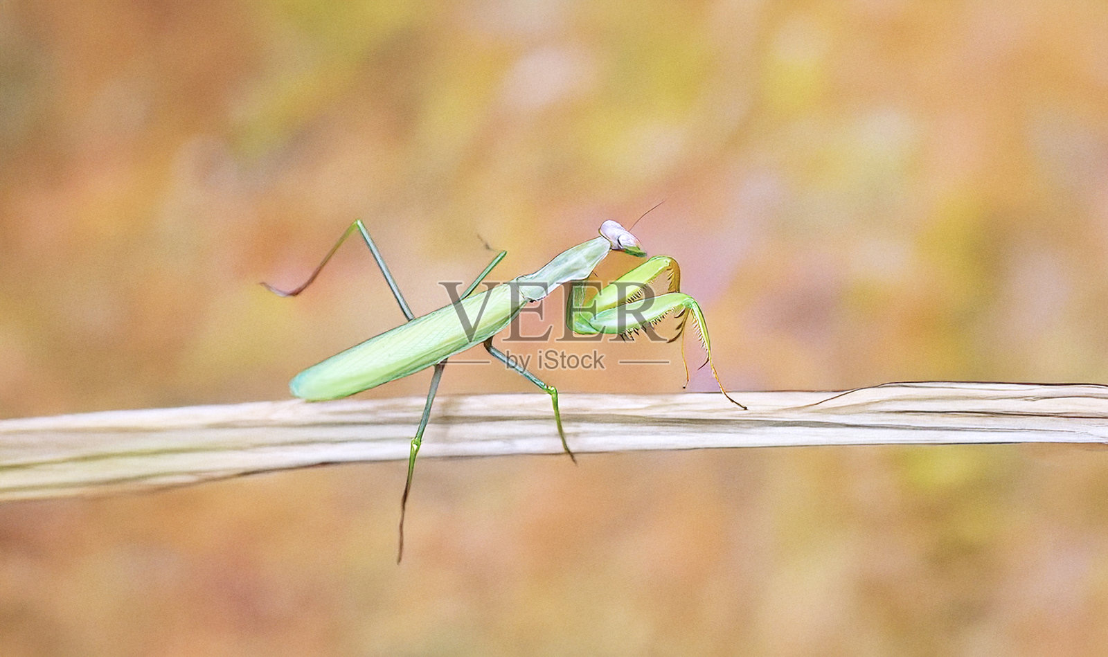 螳螂照片摄影图片