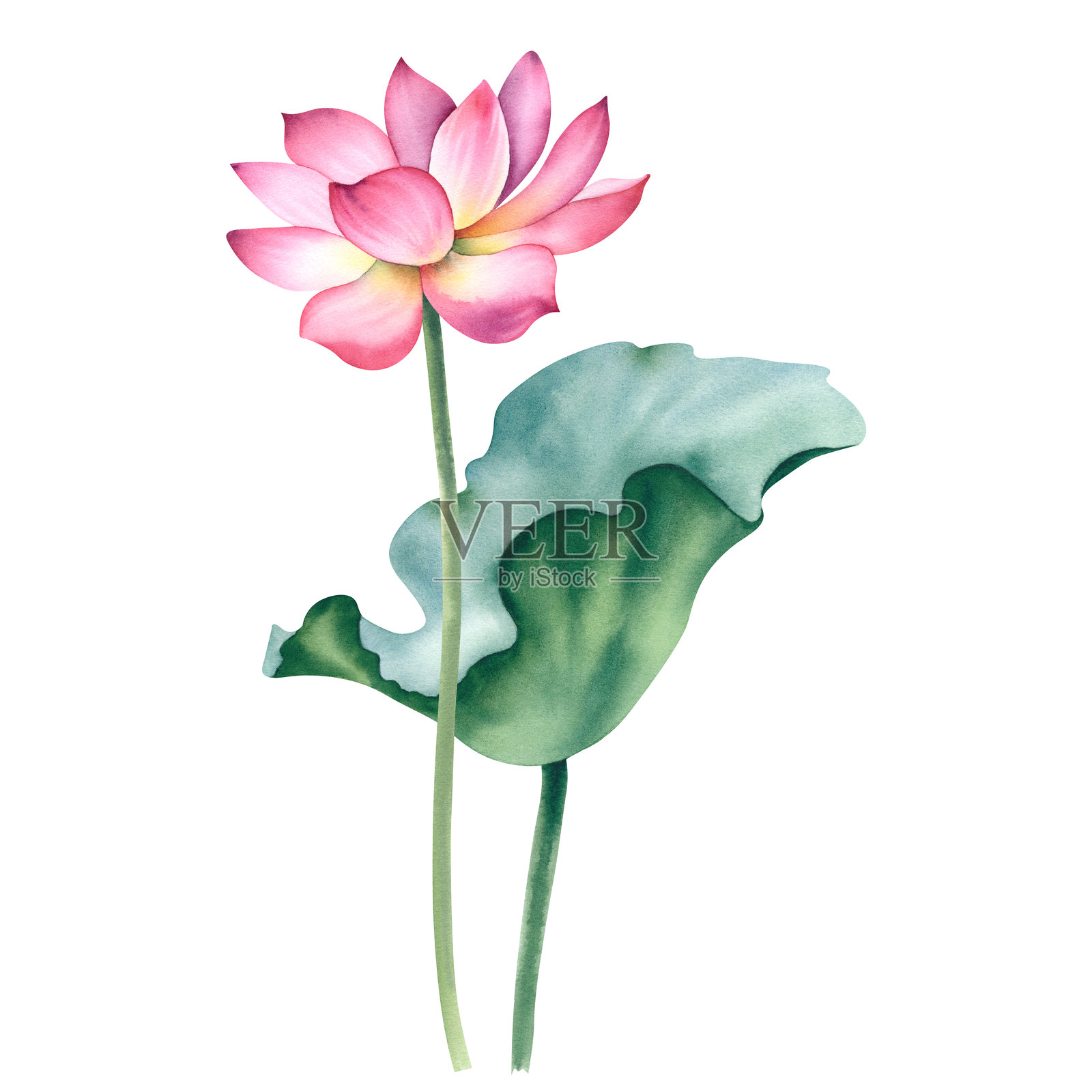 粉红色的荷花和叶子。手绘水彩插图。荷花的构图。中国睡莲。用于设计明信片、请柬和织物的模板。插画图片素材