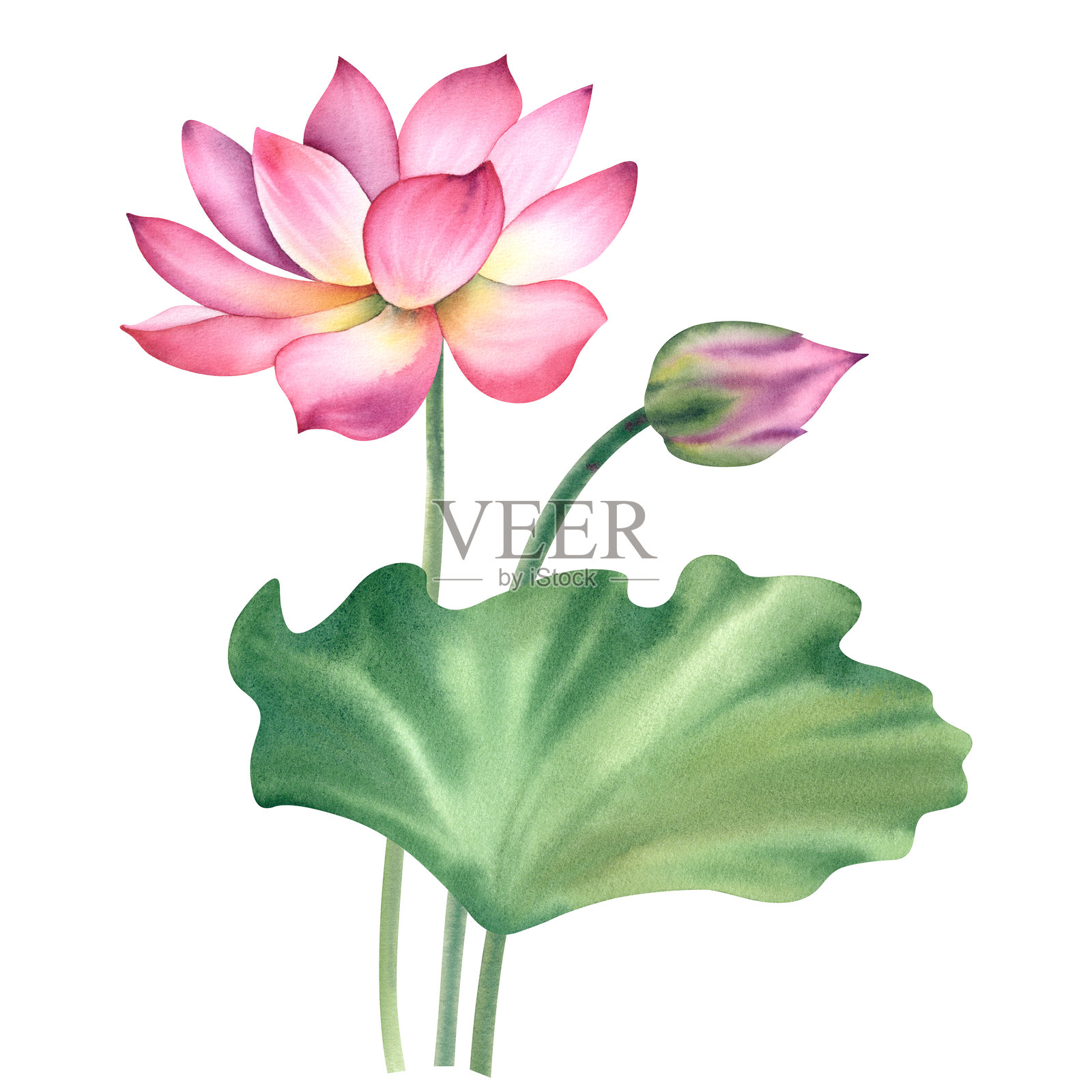 粉红色的荷花和叶子。手绘水彩插图。荷花的构图。中国睡莲。用于设计明信片、请柬和织物的模板。插画图片素材