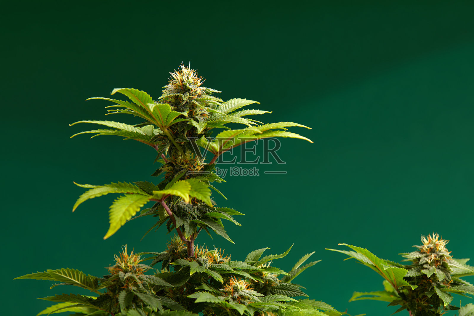 大麻丛特写。四氢大麻醇宏。用于设计和装饰的医用大麻录像。生物模式。照片摄影图片